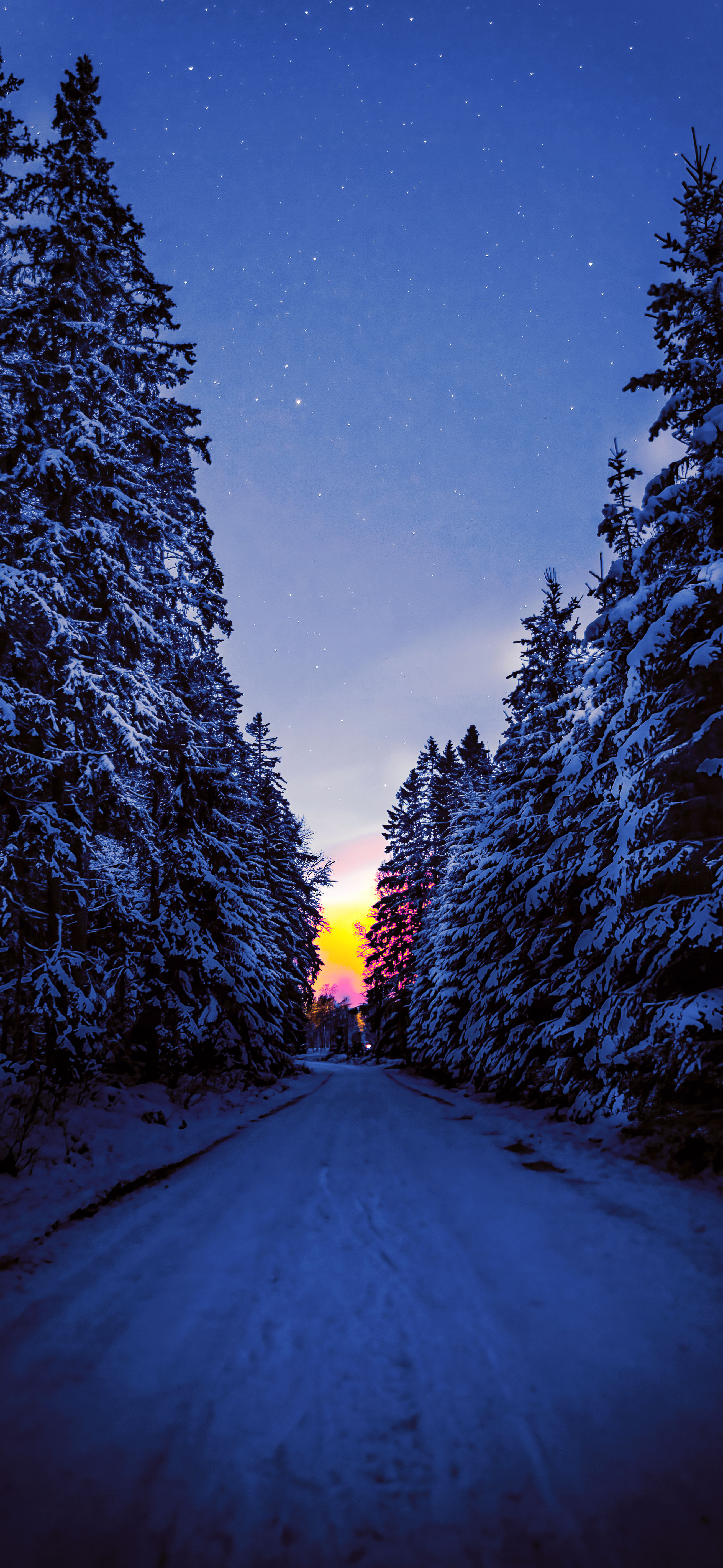 Road Between Snow Covered Trees Wallpapers