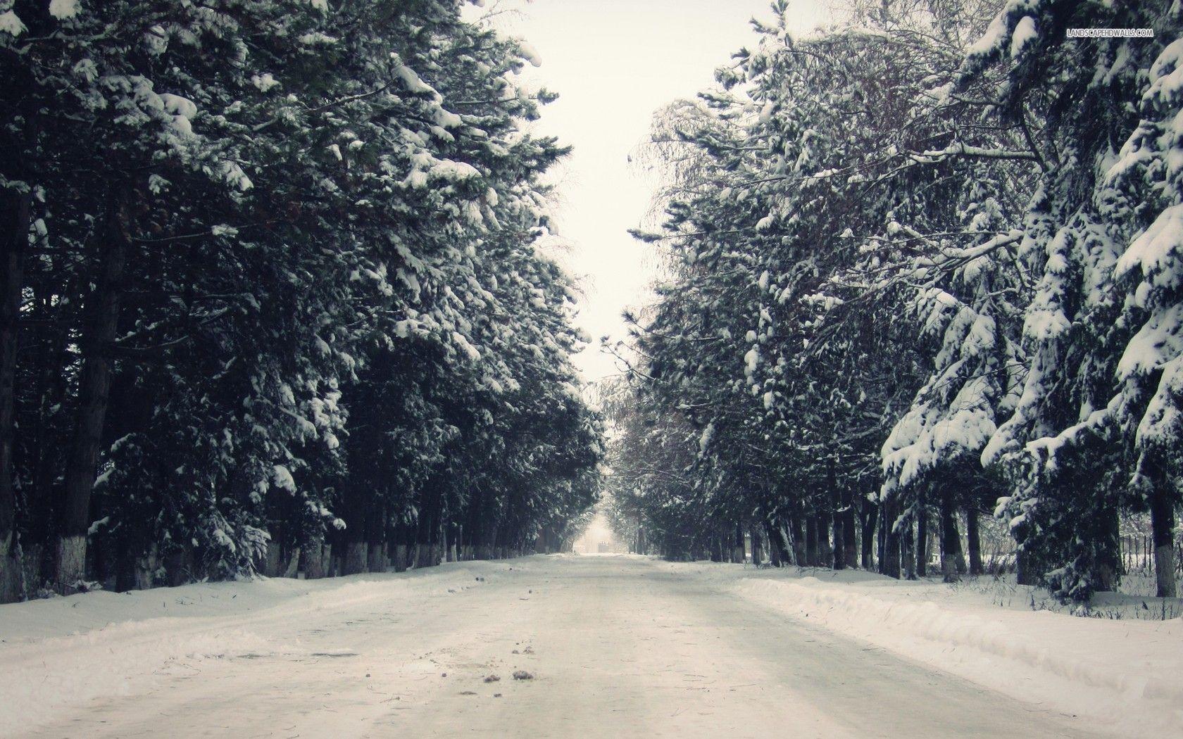 Road Between Snow Covered Trees Wallpapers