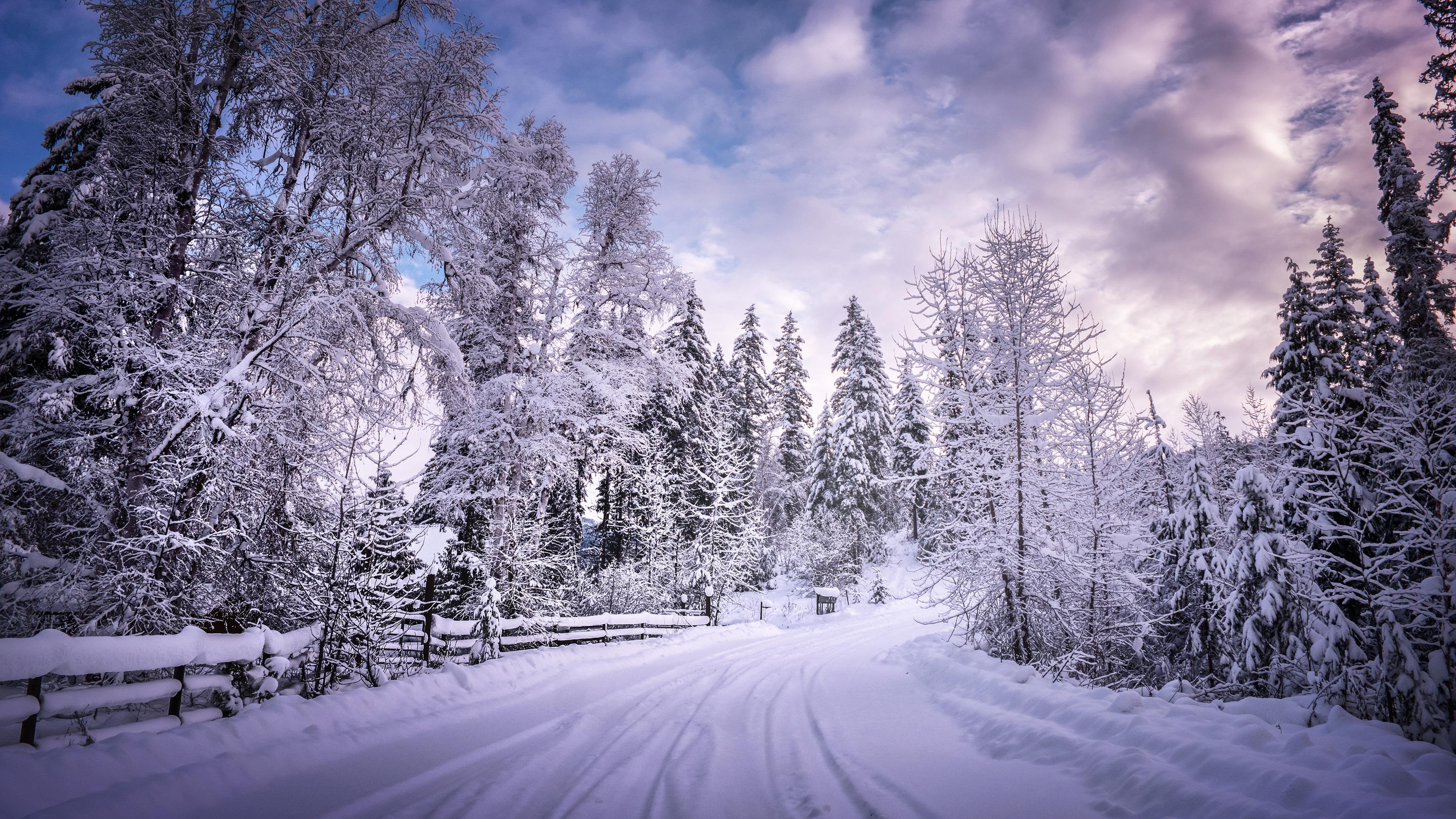 Road Between Snow Covered Trees Wallpapers