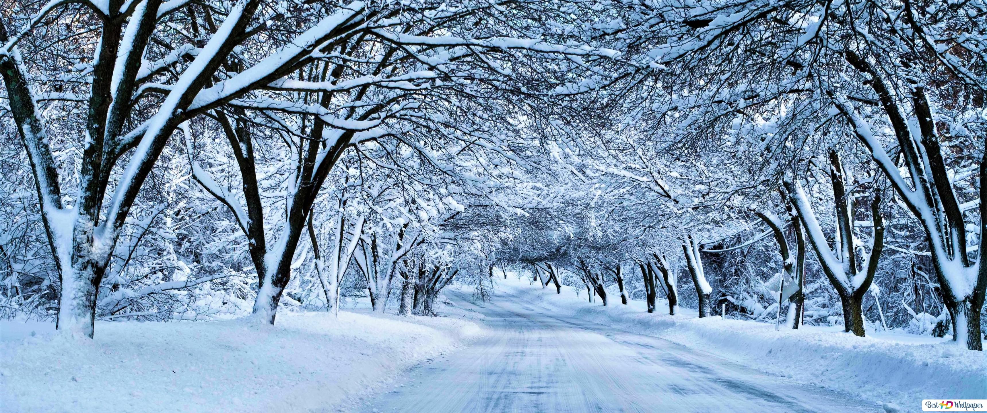 Road Between Snow Covered Trees Wallpapers
