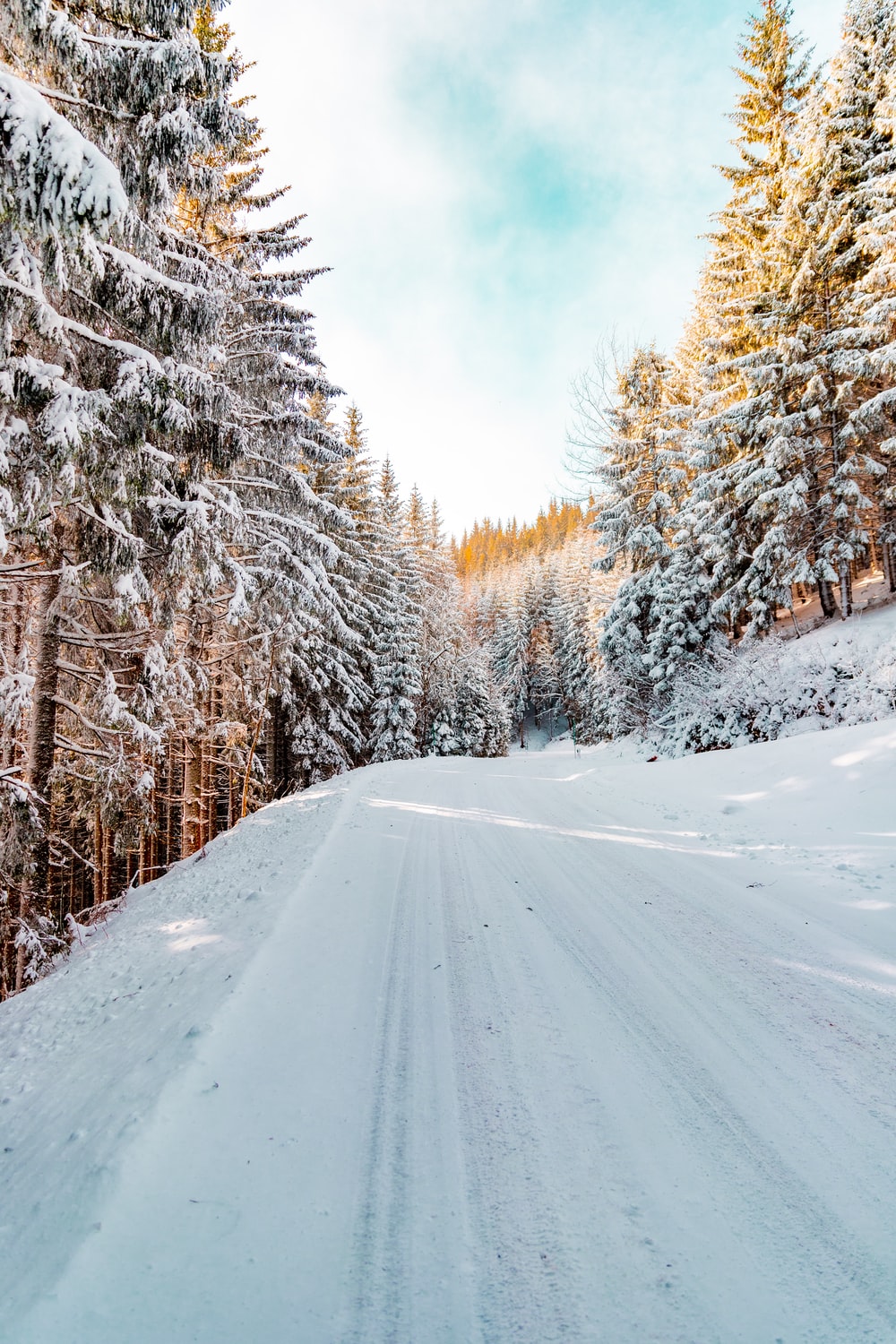 Road Between Snow Covered Trees Wallpapers