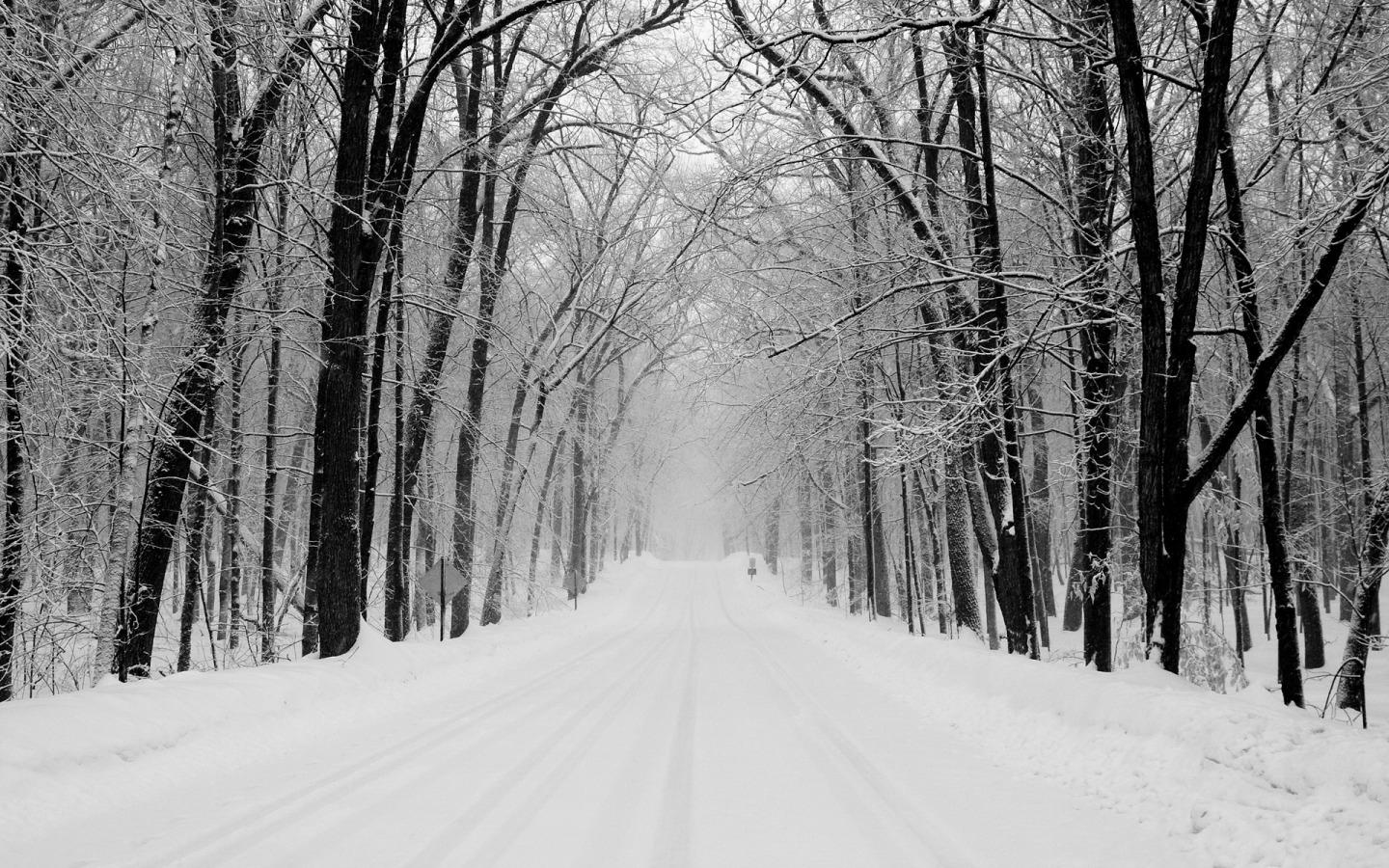 Road Between Snow Covered Trees Wallpapers