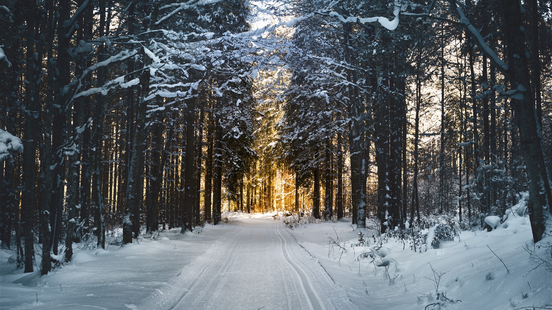 Road Between Snow Covered Trees Wallpapers