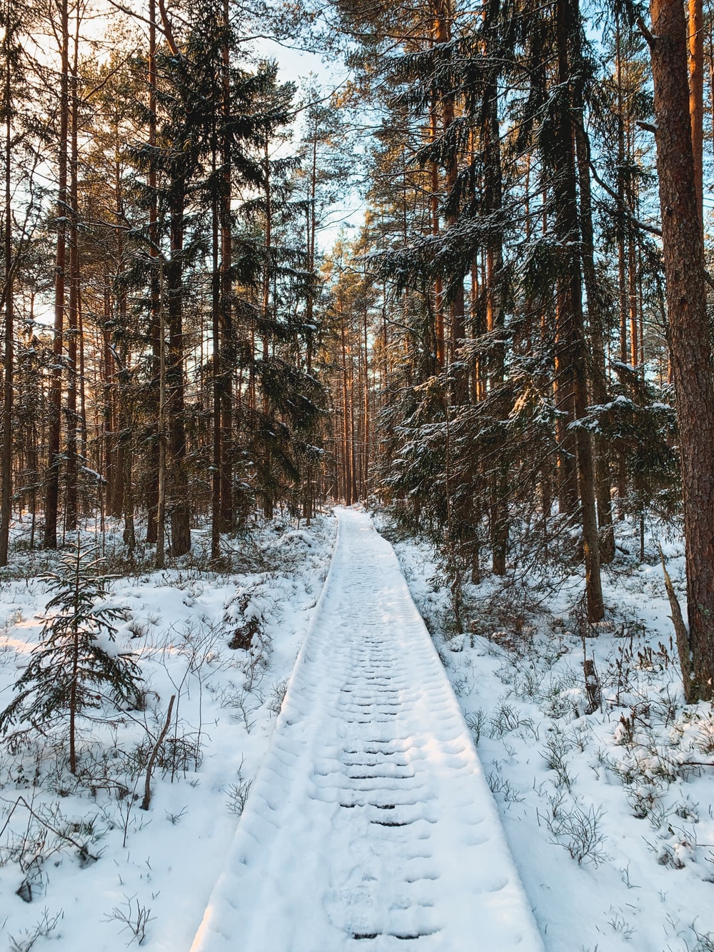 Road Between Snow Covered Trees Wallpapers