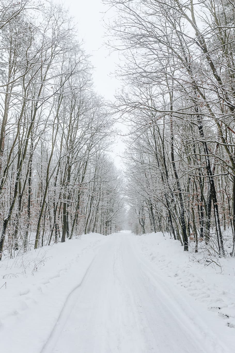 Road Between Snow Covered Trees Wallpapers