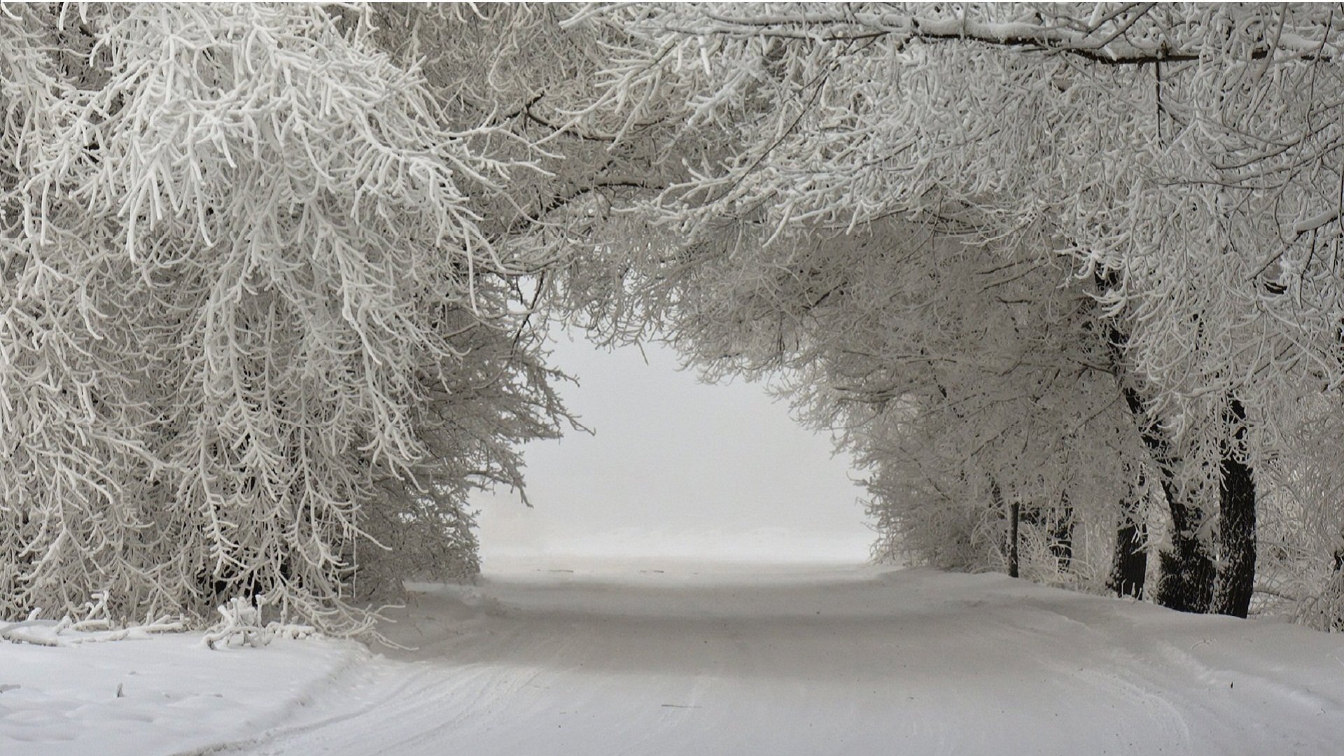 Road Between Snow Covered Trees Wallpapers