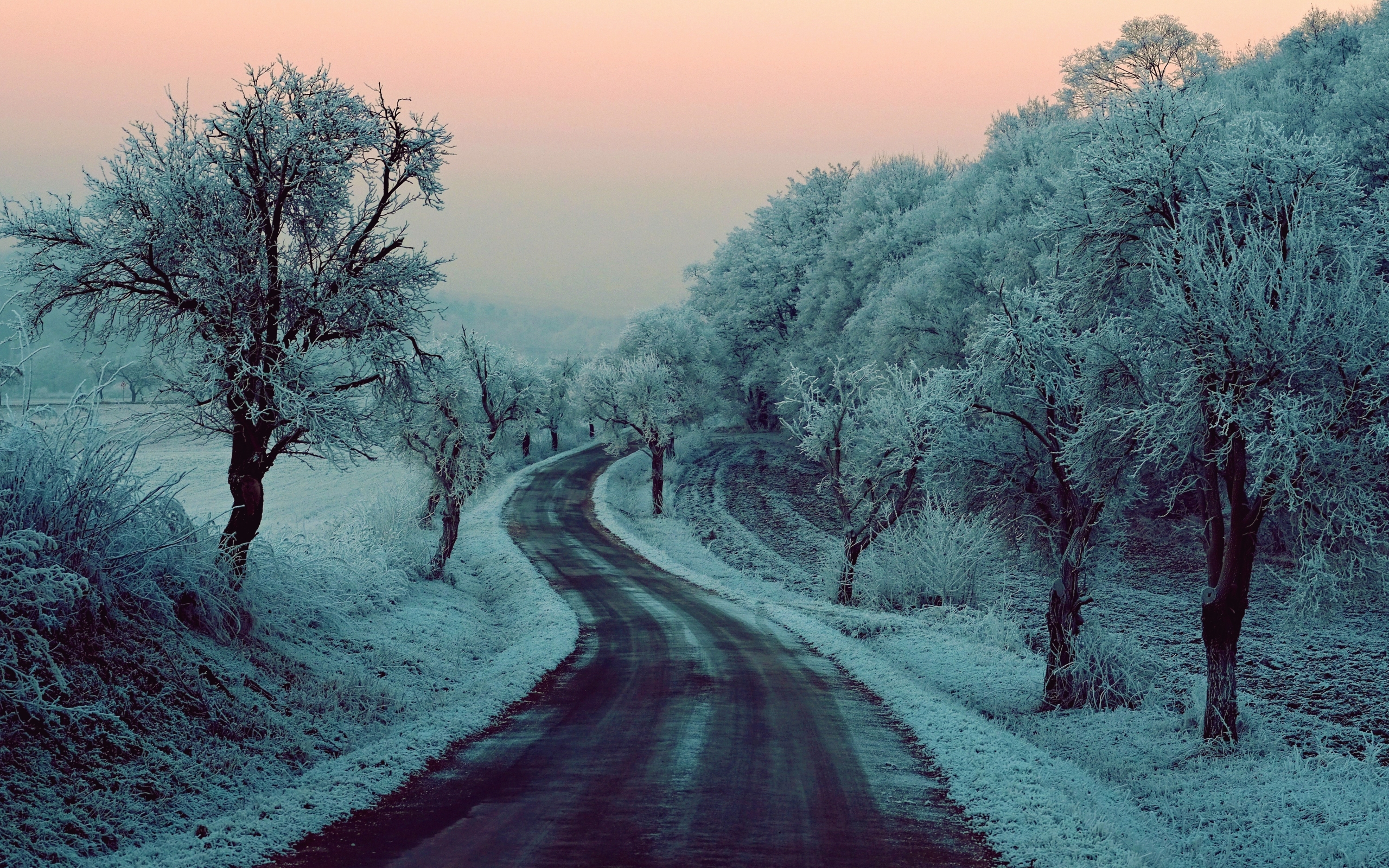 Road Between Snow Covered Trees Wallpapers