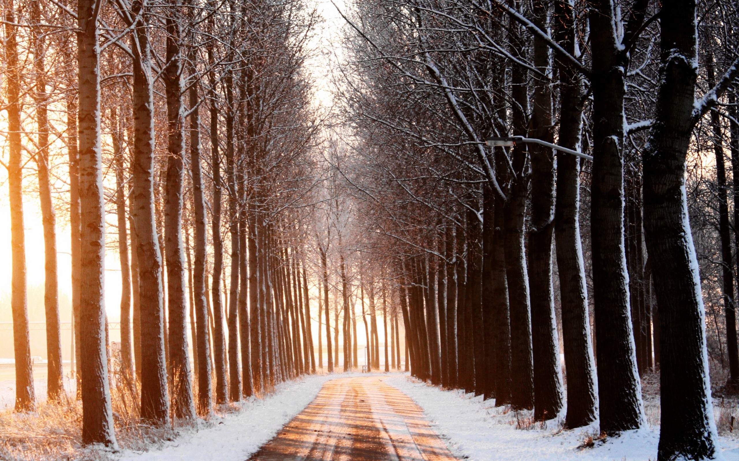 Road Between Snow Covered Trees Wallpapers