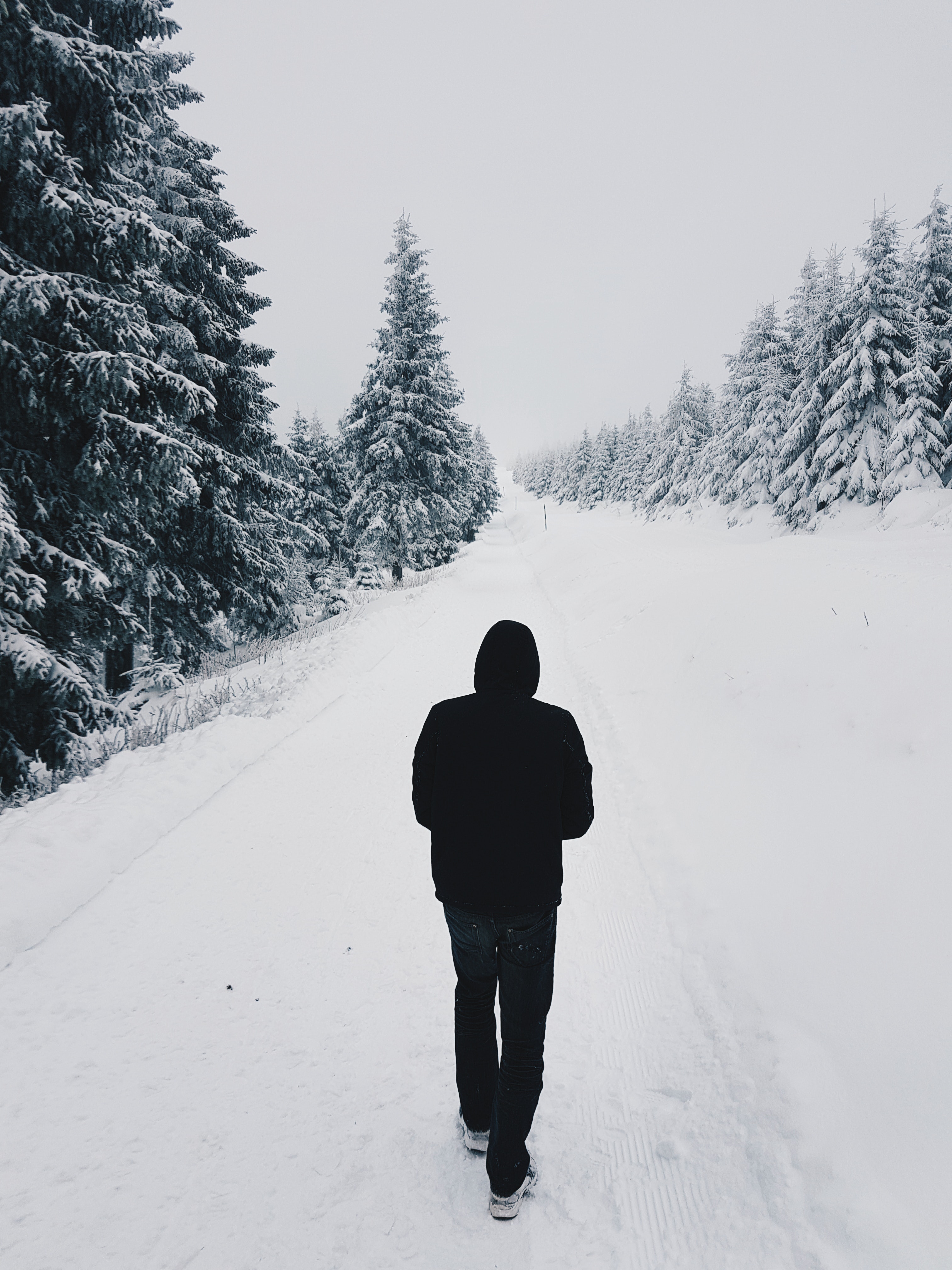 Road Between Snow Covered Trees Wallpapers