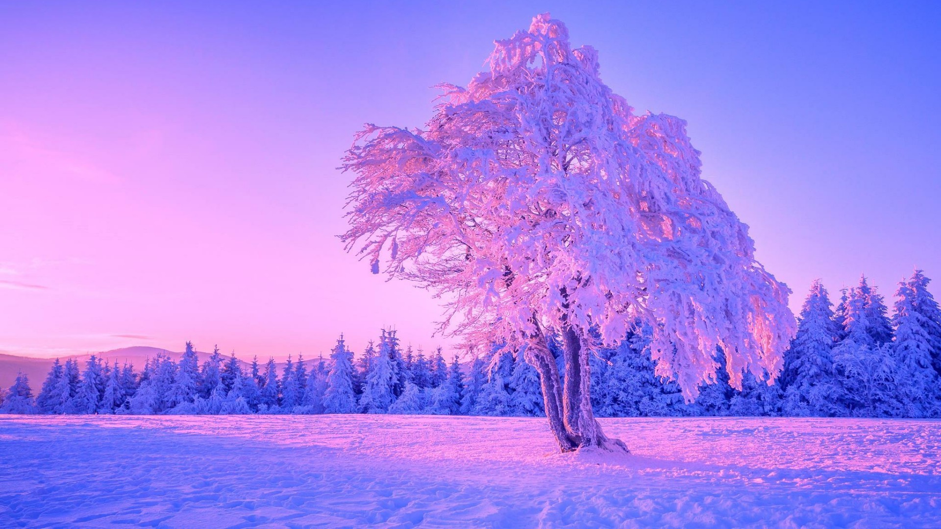 Road Purple Trees Wallpapers