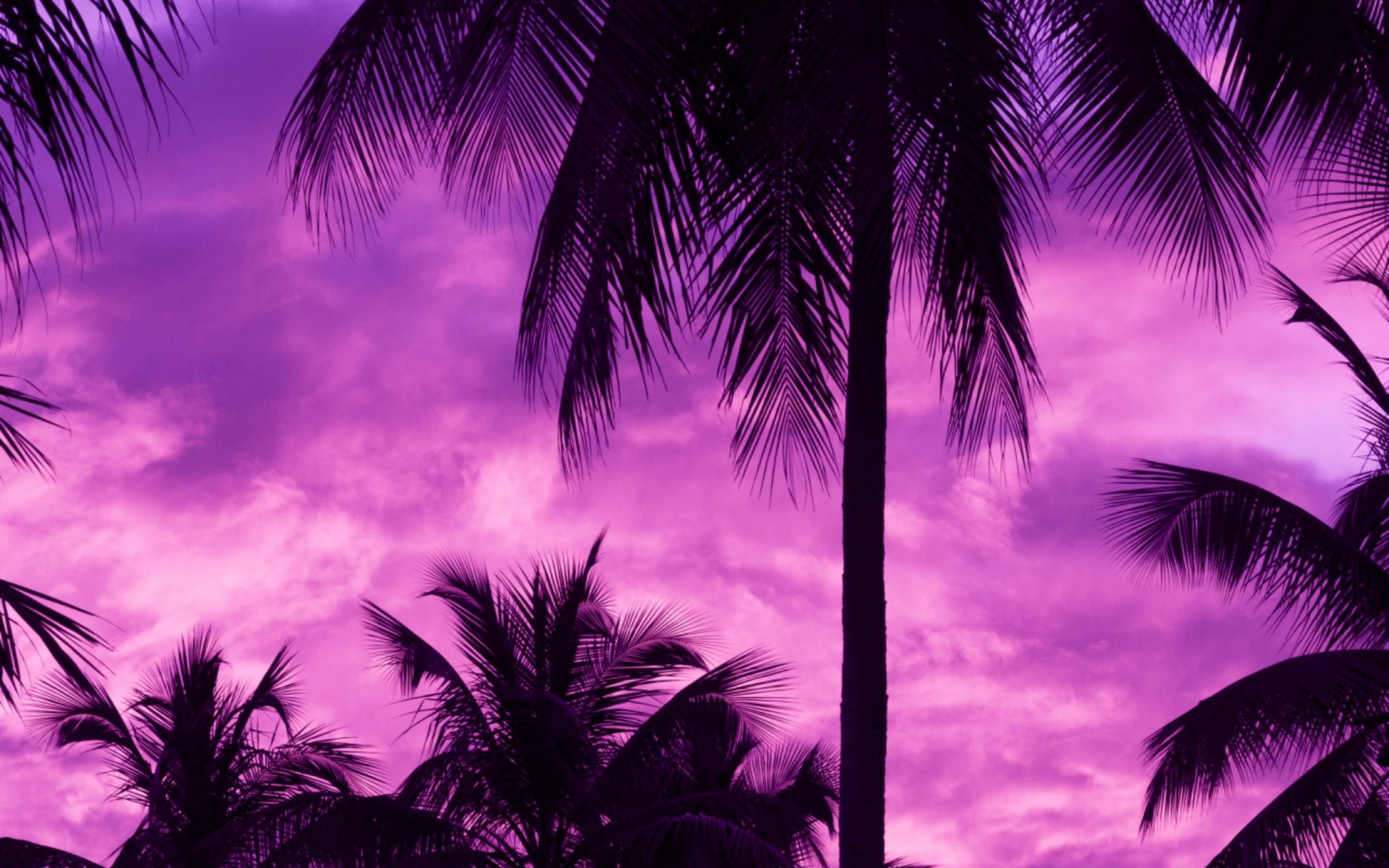 Road Purple Trees Wallpapers