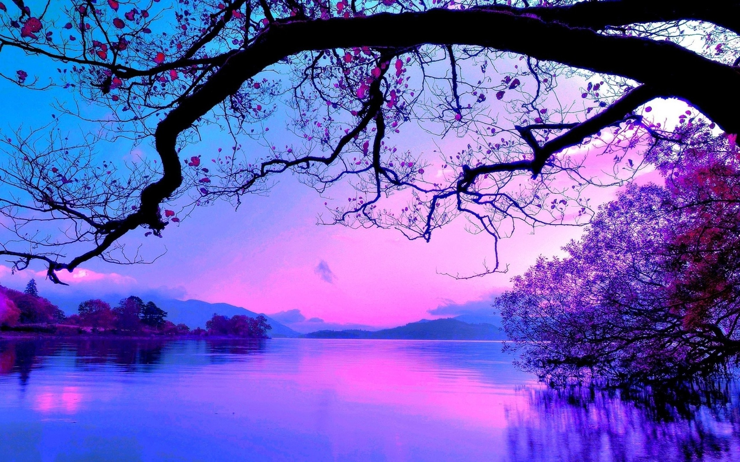 Road Purple Trees Wallpapers