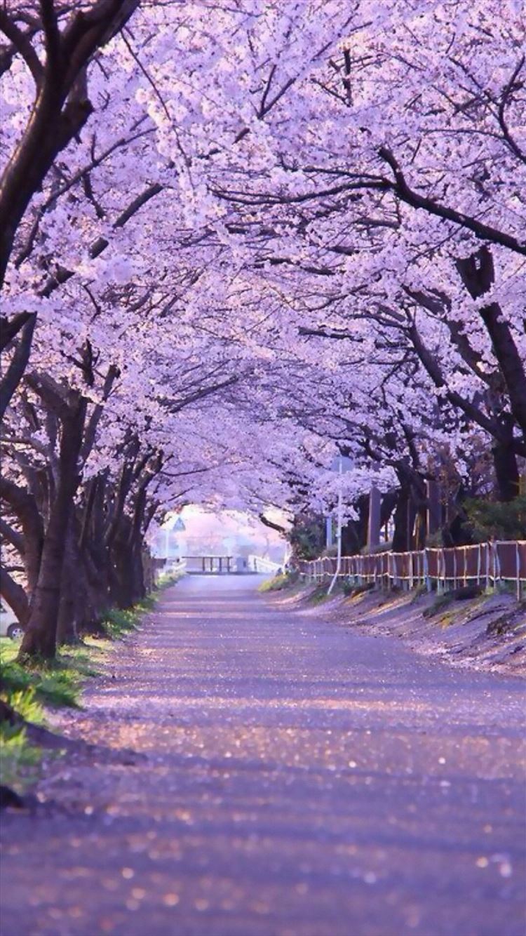 Road Purple Trees Wallpapers