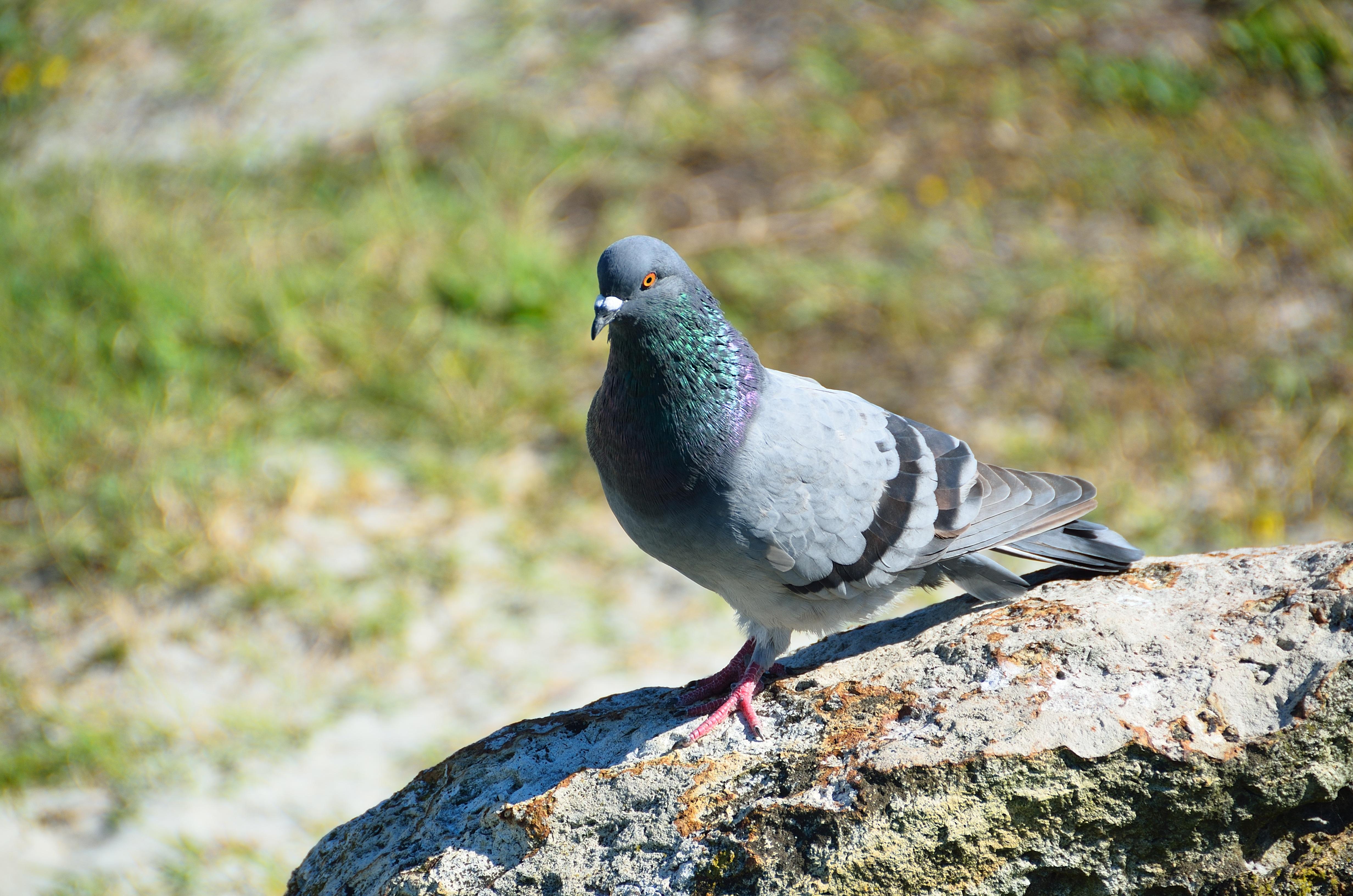 Rock Dove Wallpapers