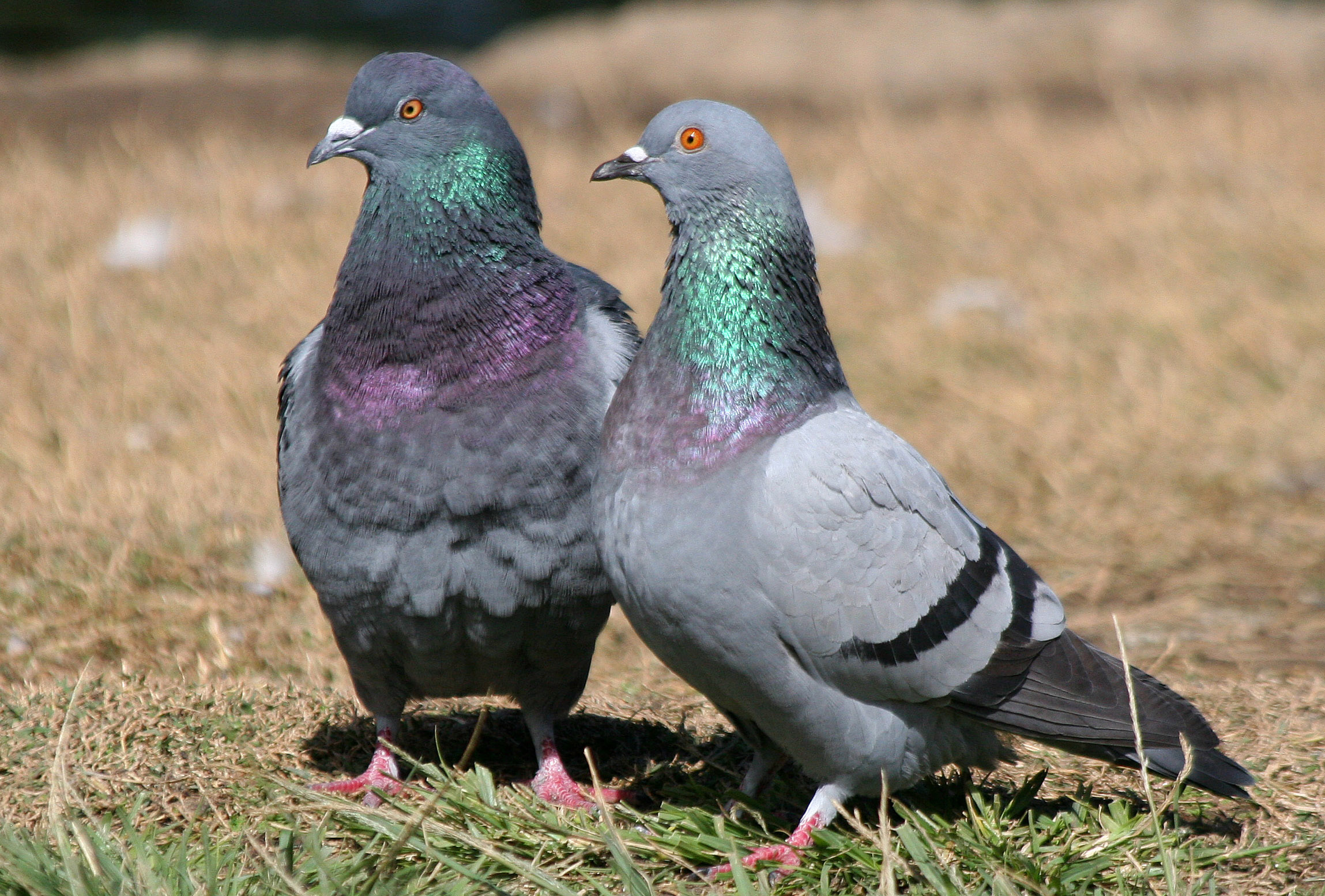 Rock Dove Wallpapers