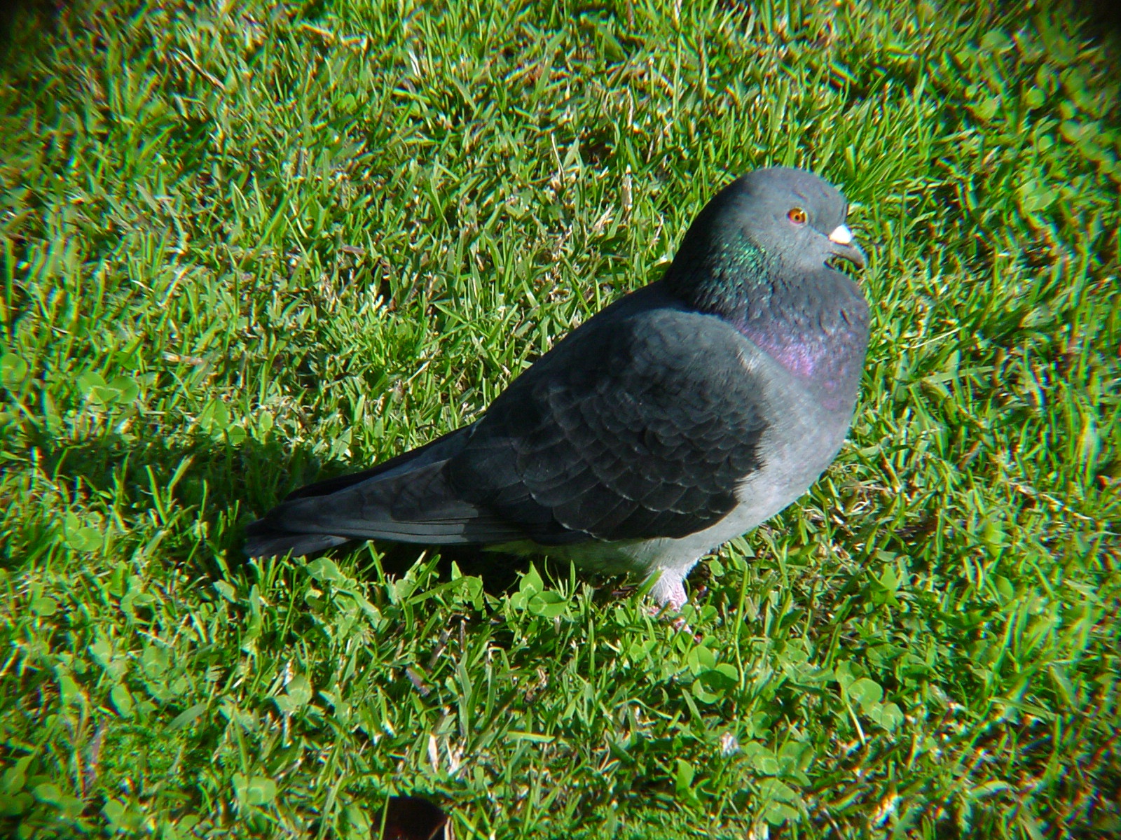 Rock Dove Wallpapers