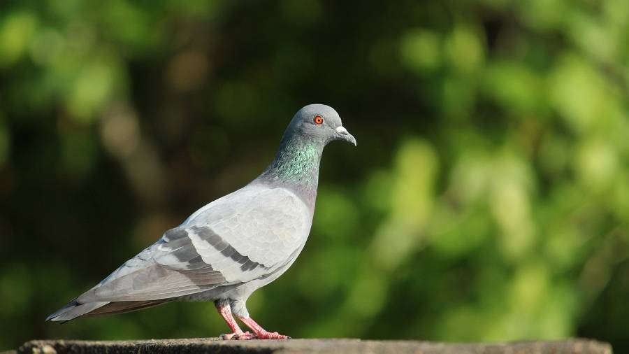 Rock Dove Wallpapers