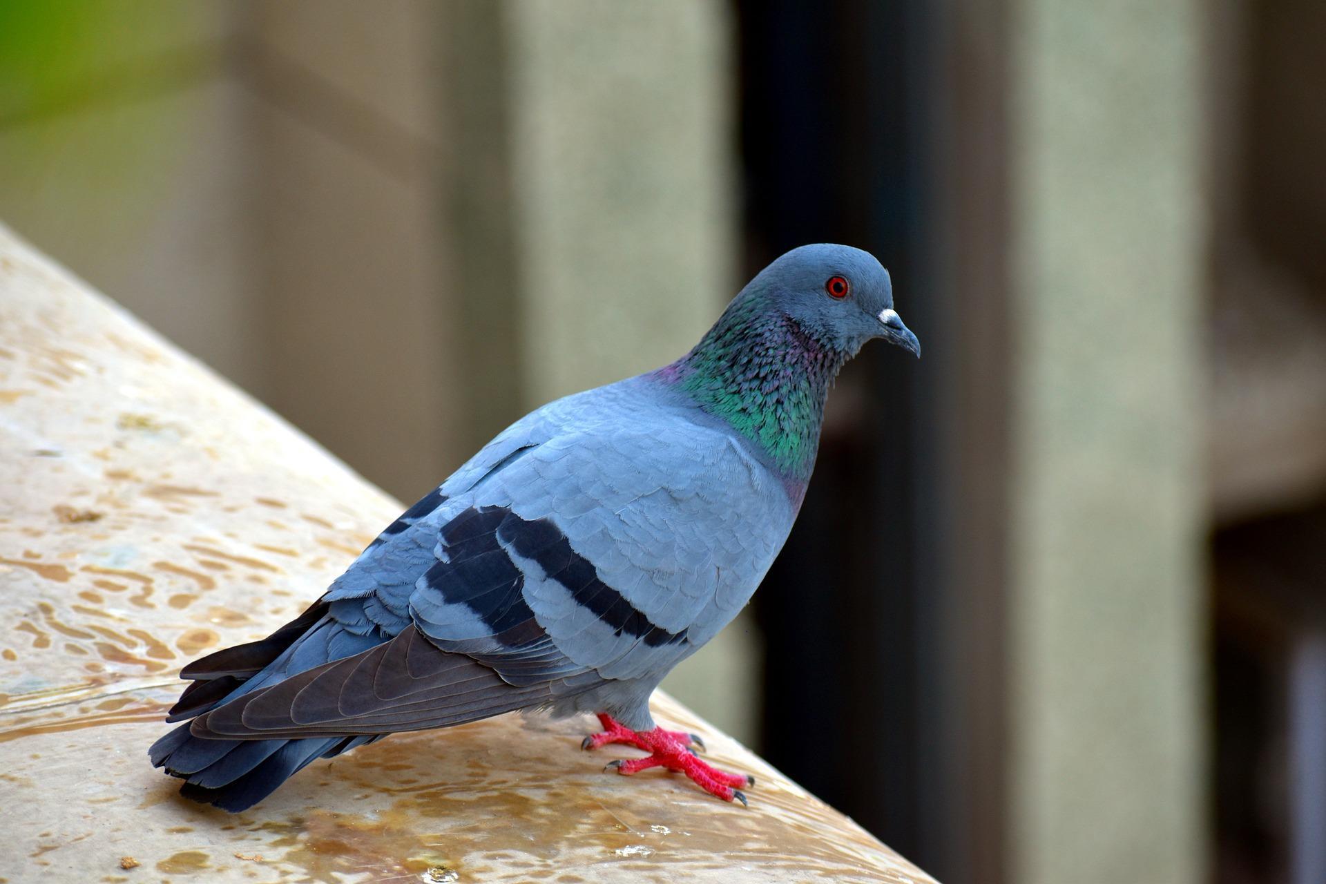 Rock Dove Wallpapers