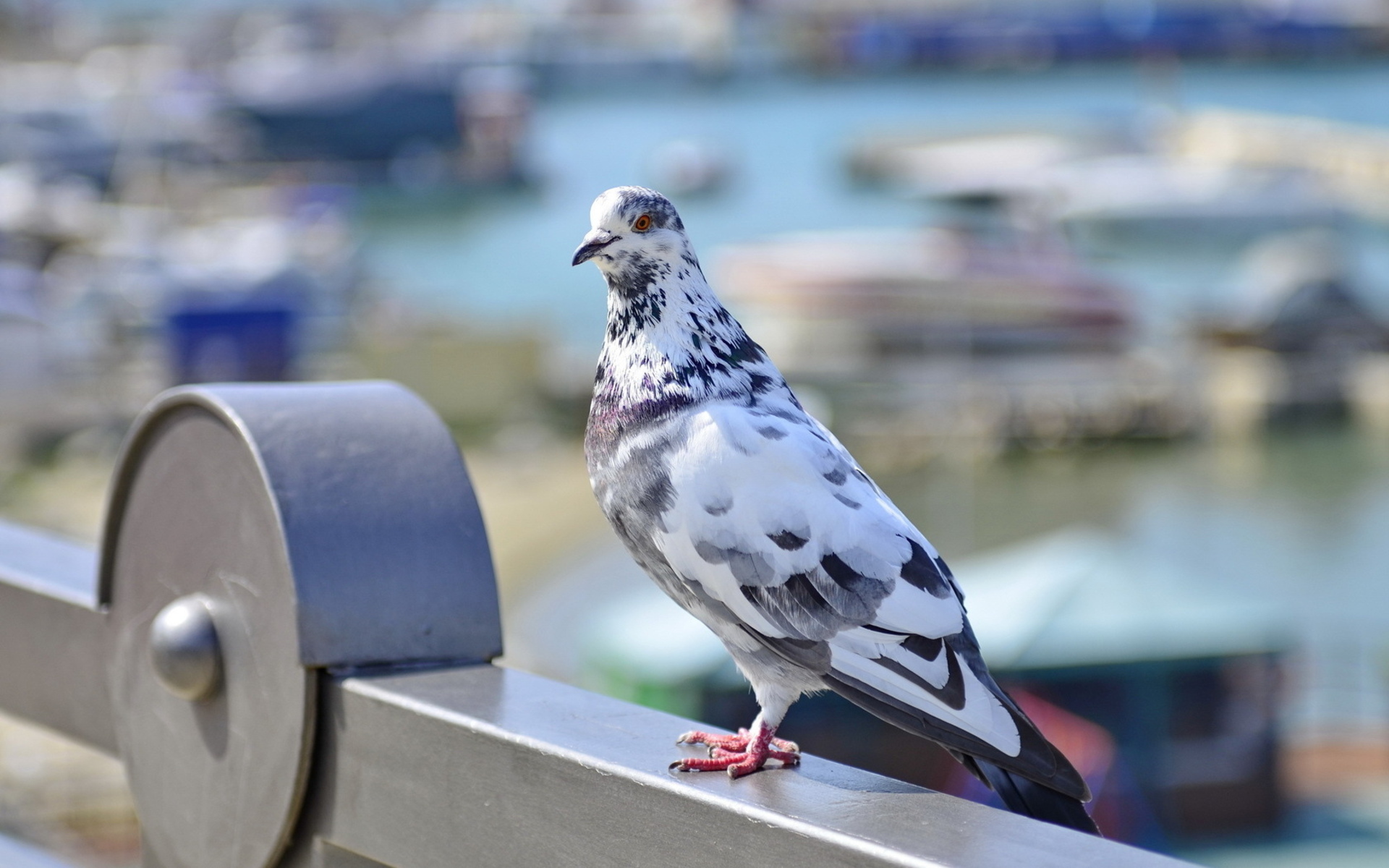 Rock Dove Wallpapers