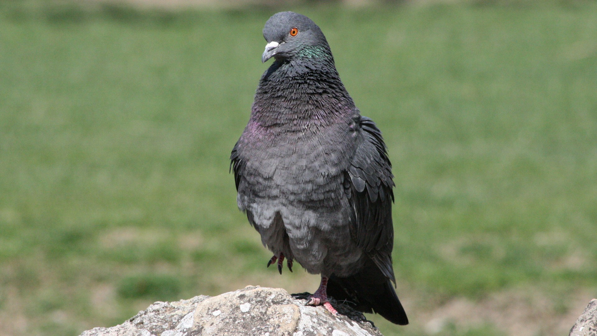 Rock Dove Wallpapers