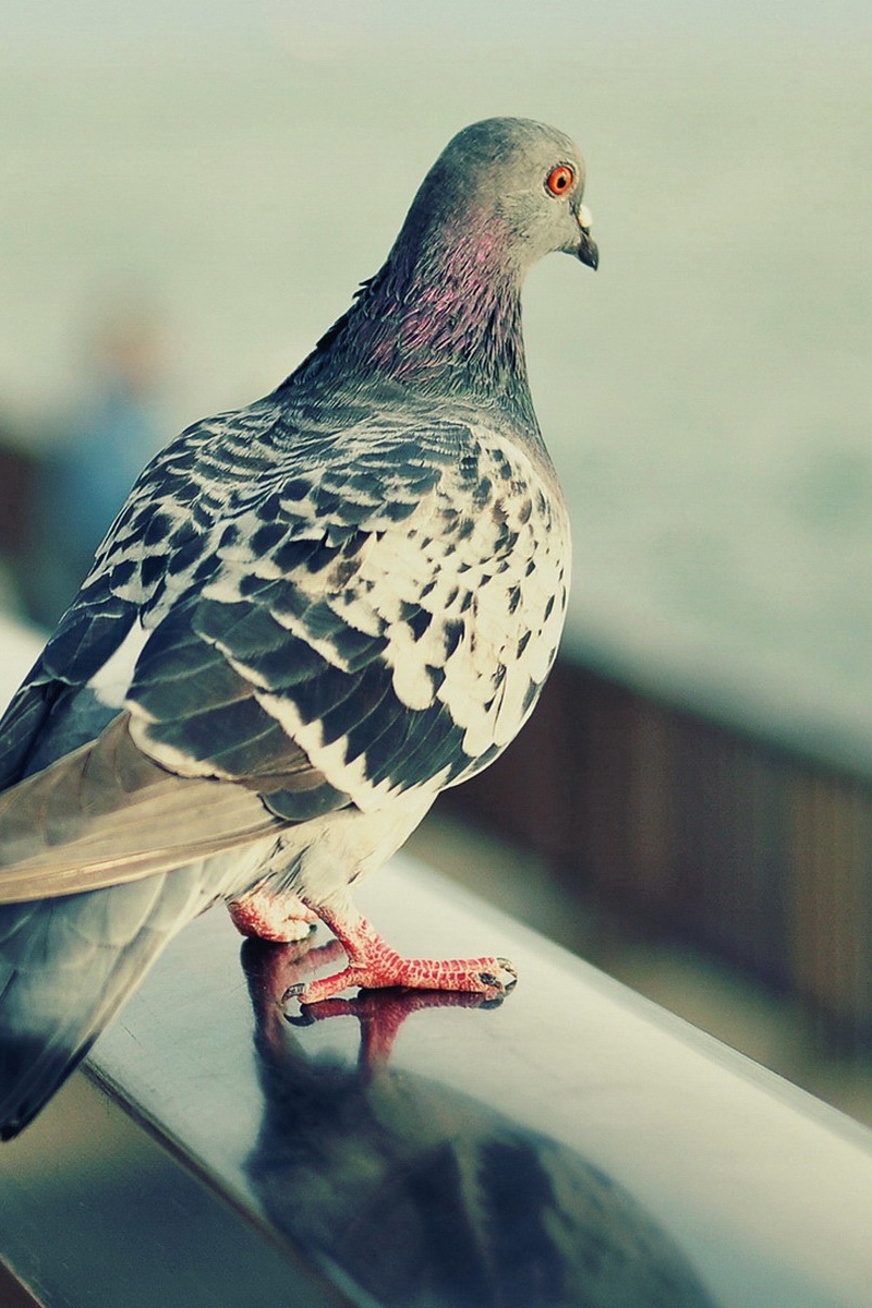 Rock Dove Wallpapers