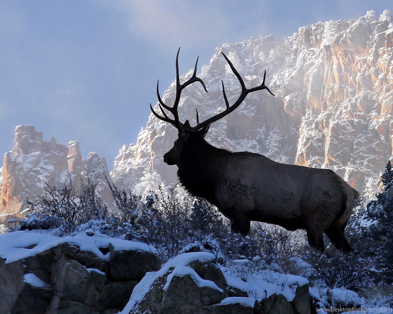 Rocky Mountain Elk Wallpapers