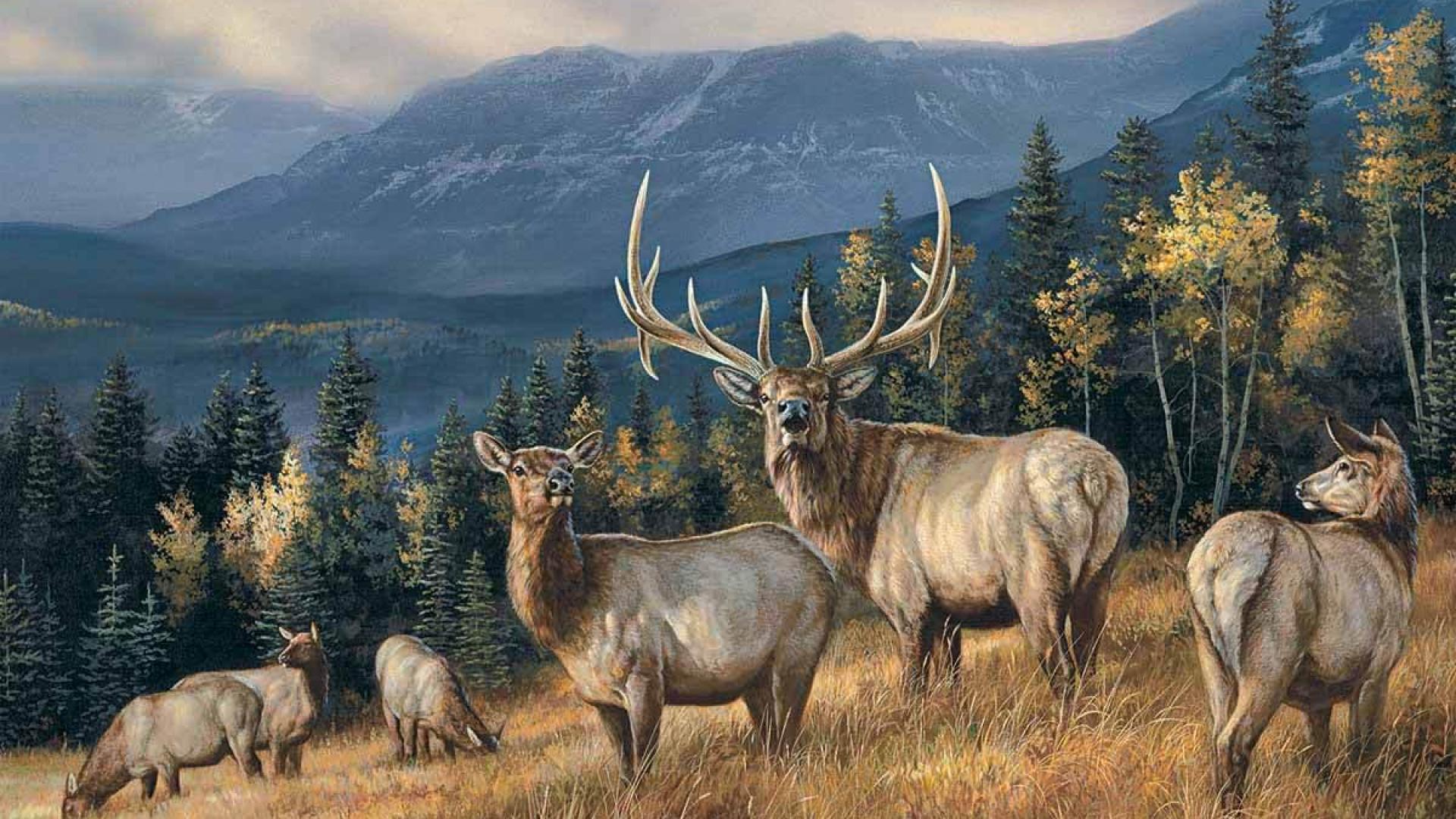 Rocky Mountain Elk Wallpapers