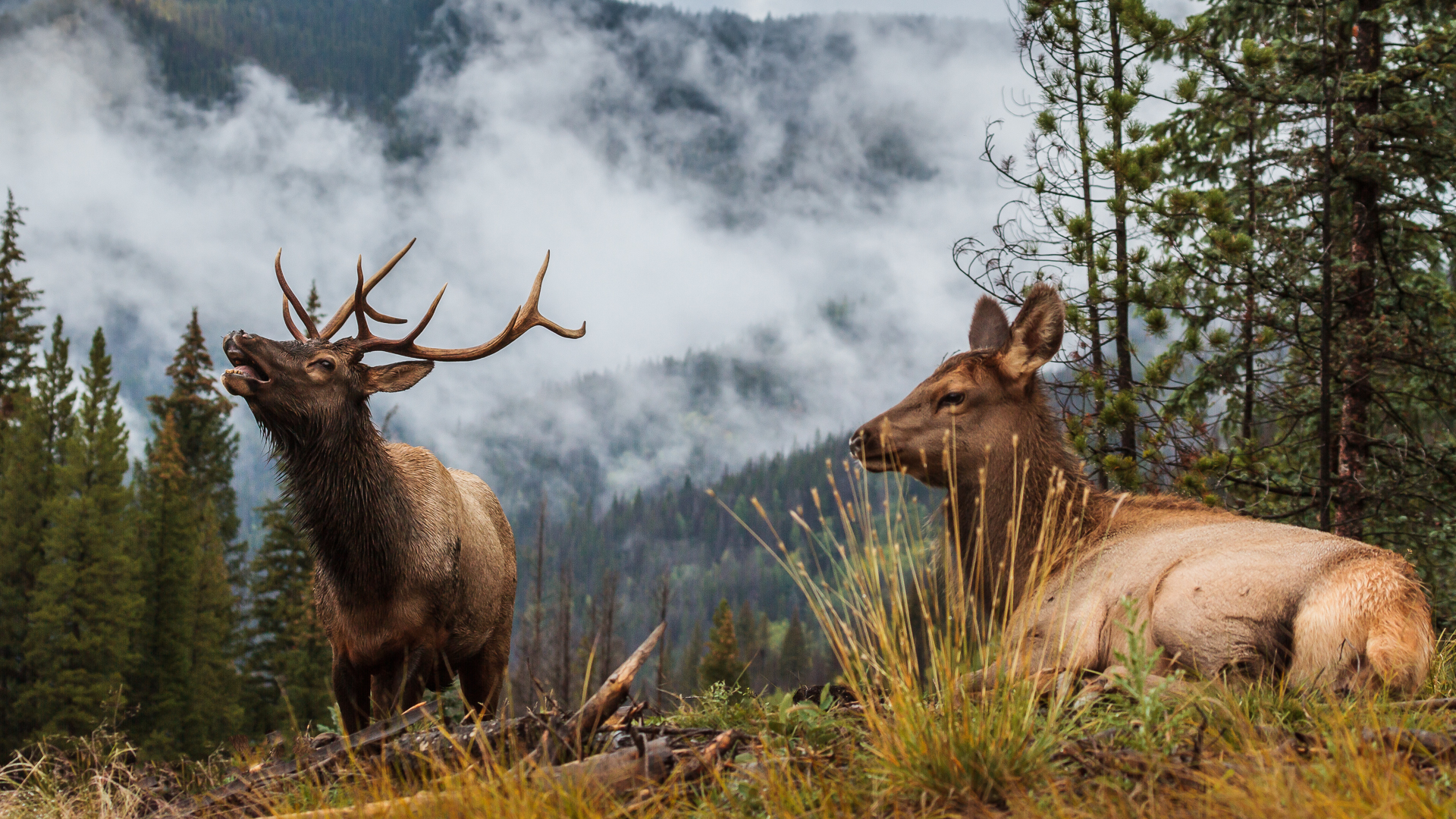 Rocky Mountain Elk Wallpapers