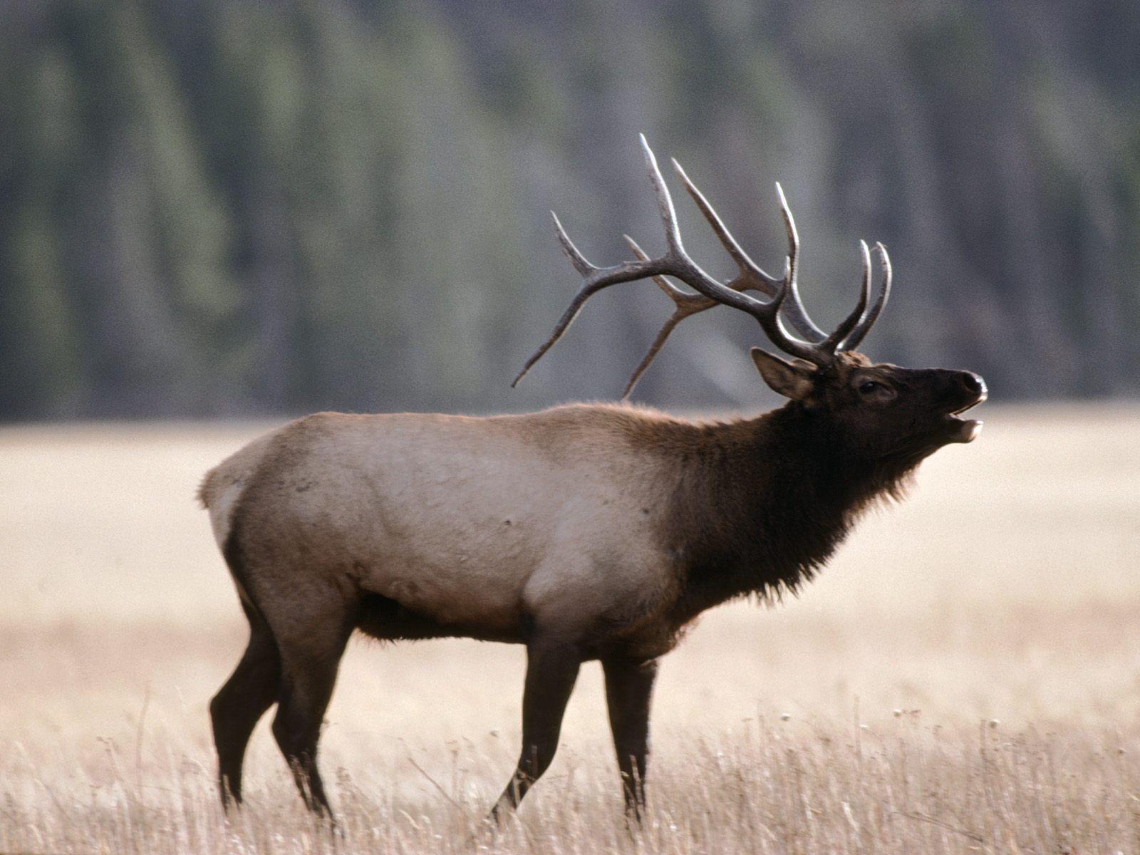 Rocky Mountain Elk Wallpapers