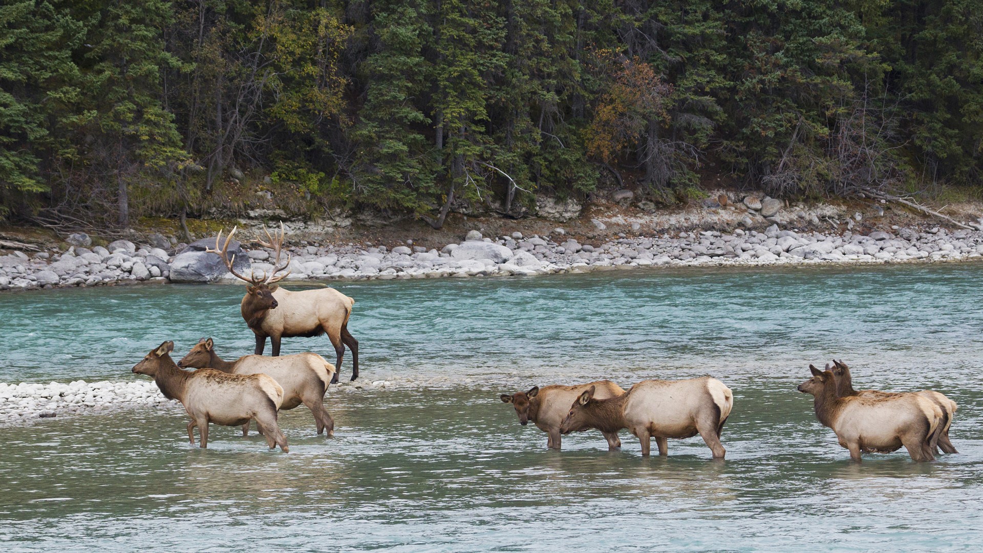 Rocky Mountain Elk Wallpapers