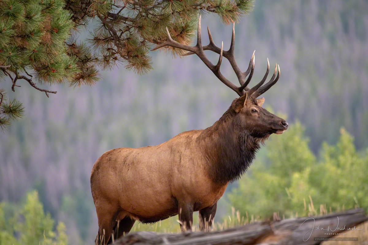 Rocky Mountain Elk Wallpapers