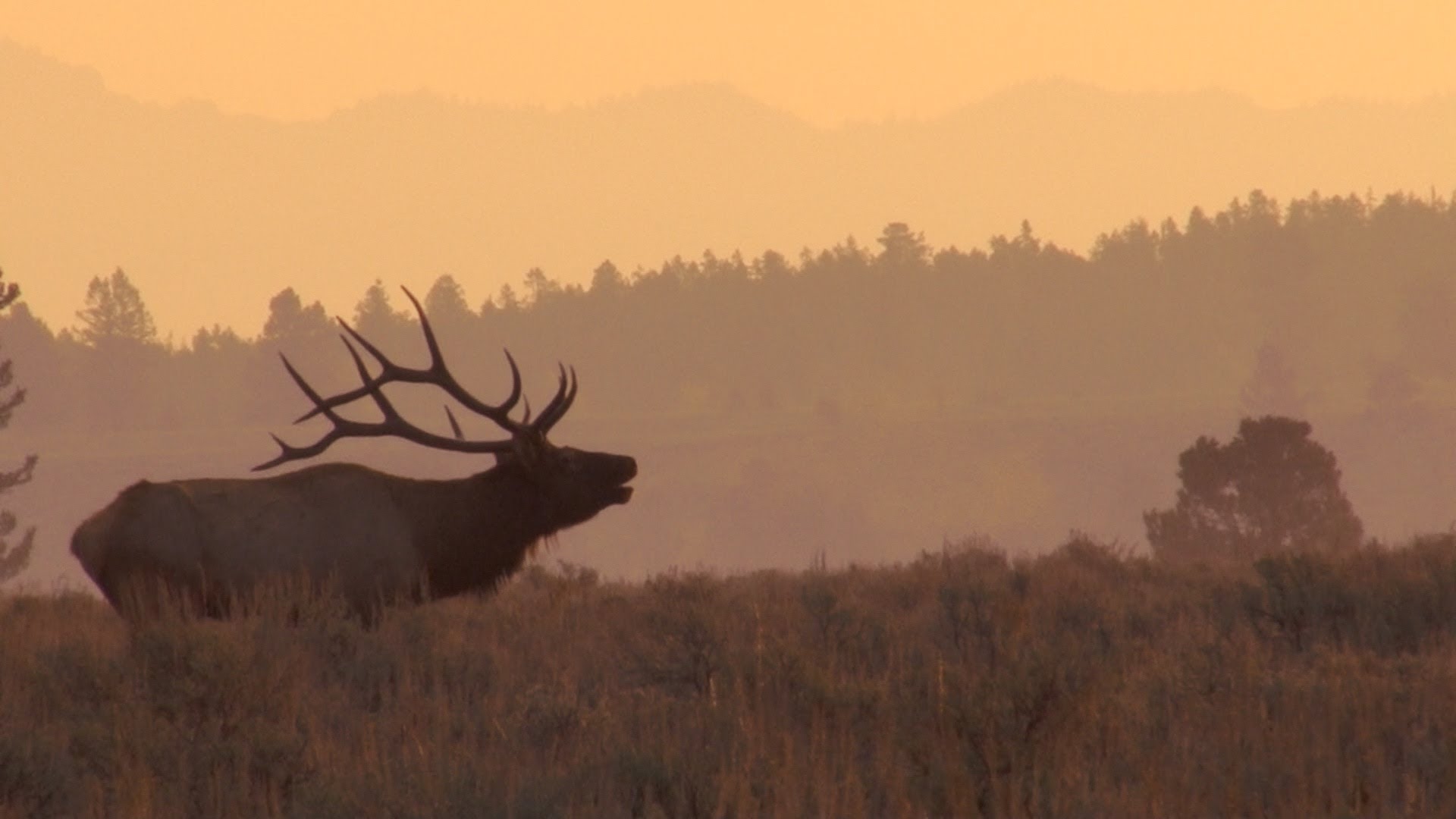 Rocky Mountain Elk Wallpapers