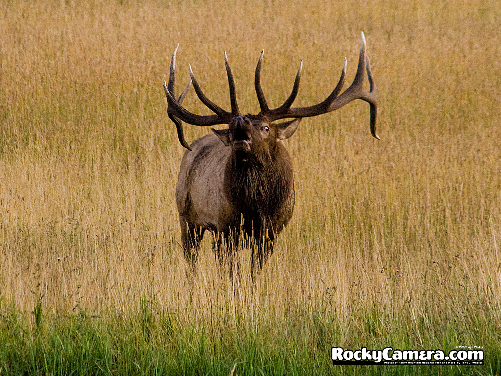 Rocky Mountain Elk Wallpapers