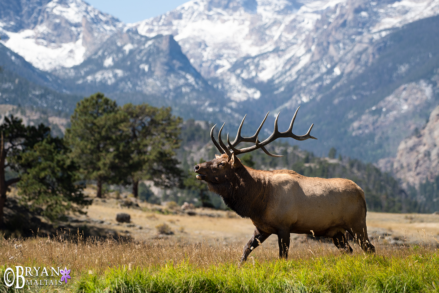 Rocky Mountain Elk Wallpapers