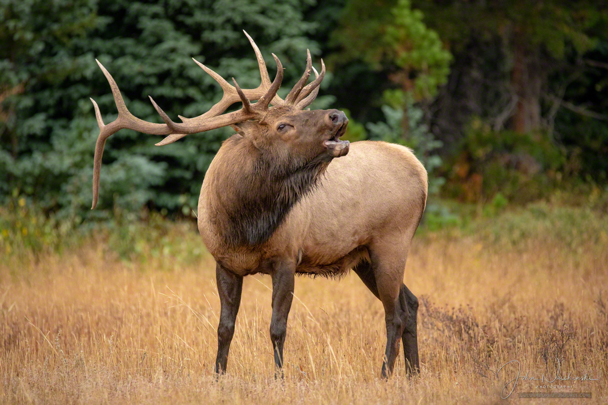 Rocky Mountain Elk Wallpapers