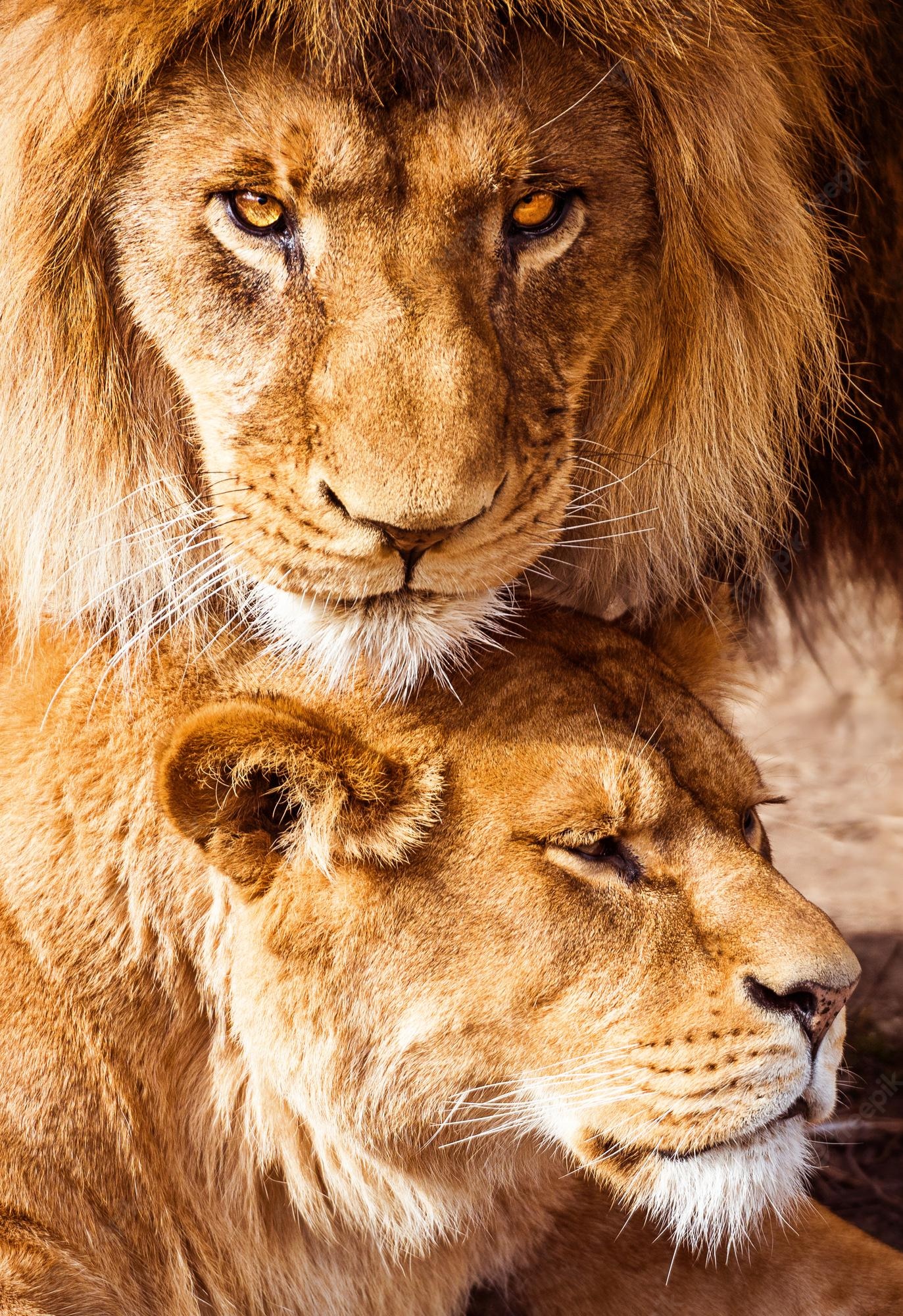 Romantic Lion Couple Wallpapers