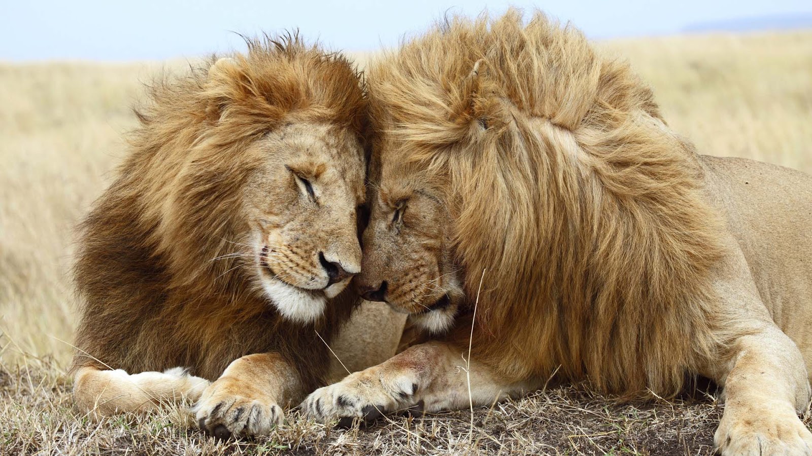 Romantic Lion Couple Wallpapers