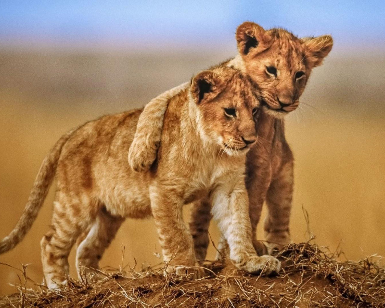 Romantic Lion Couple Wallpapers