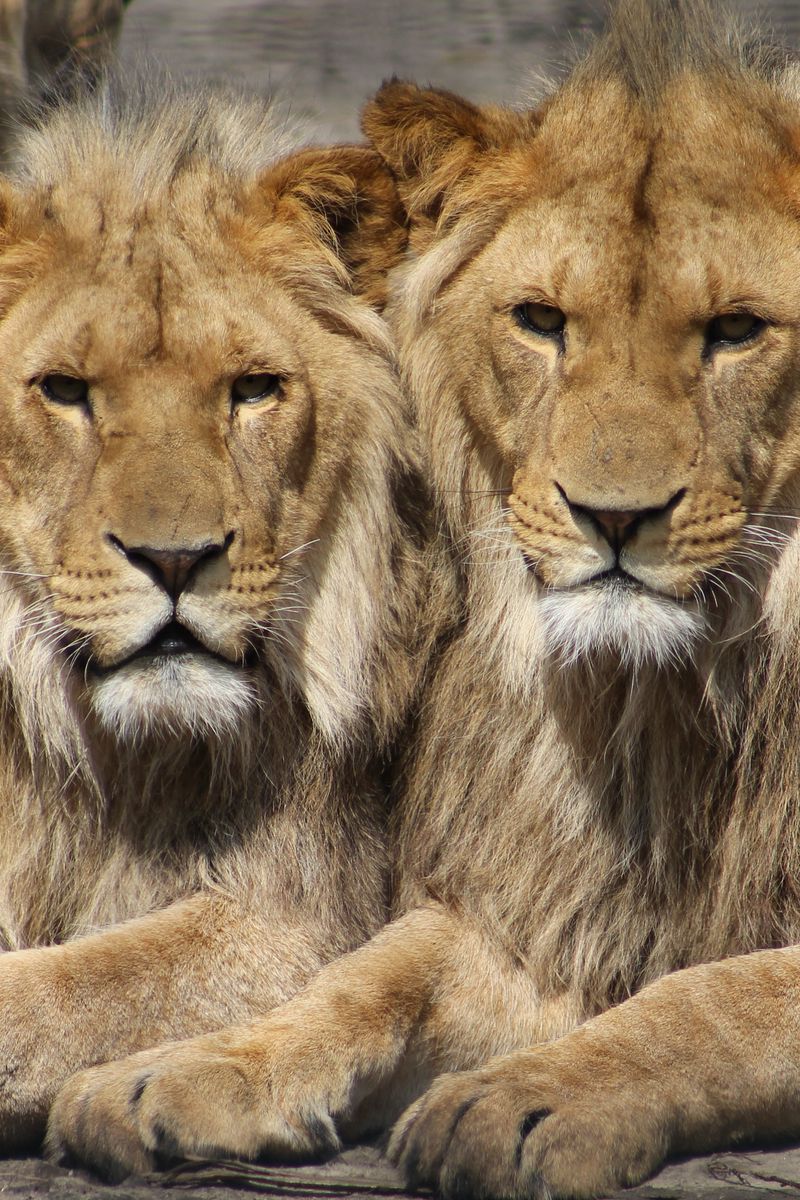 Romantic Lion Couple Wallpapers