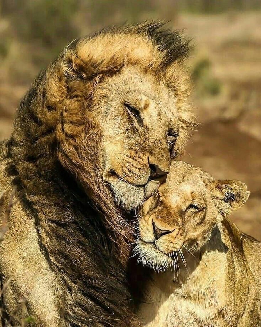 Romantic Lion Couple Wallpapers