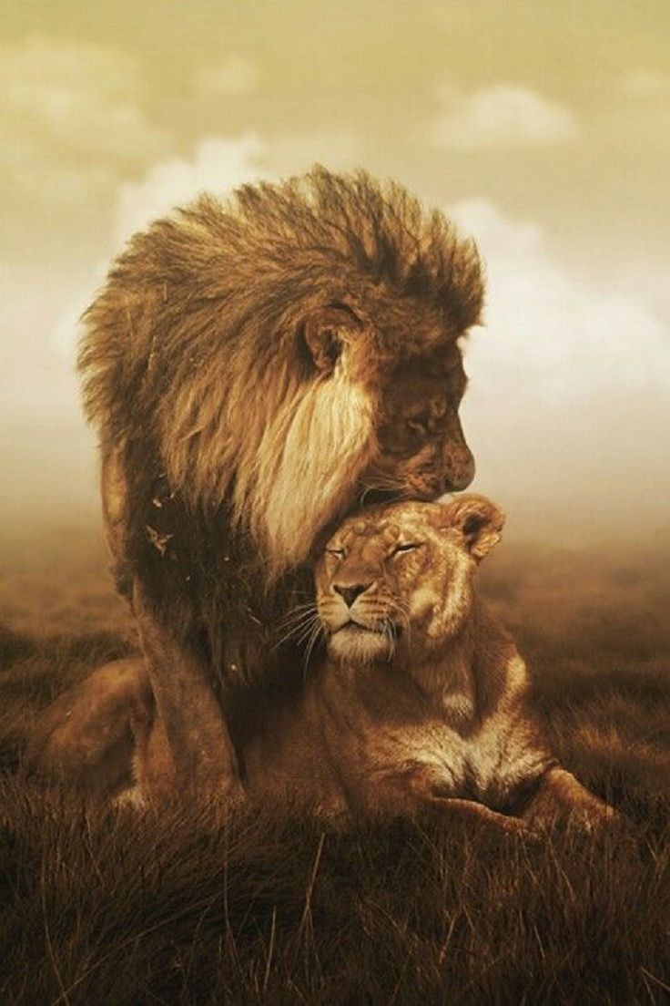 Romantic Lion Couple Wallpapers