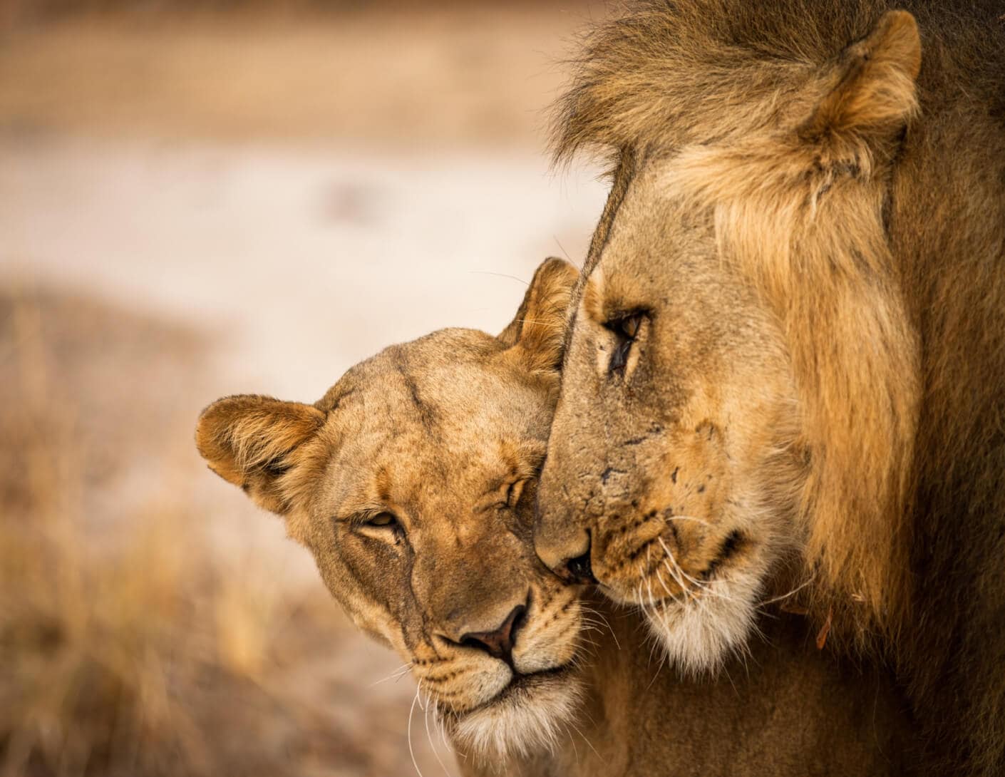 Romantic Lion Couple Wallpapers