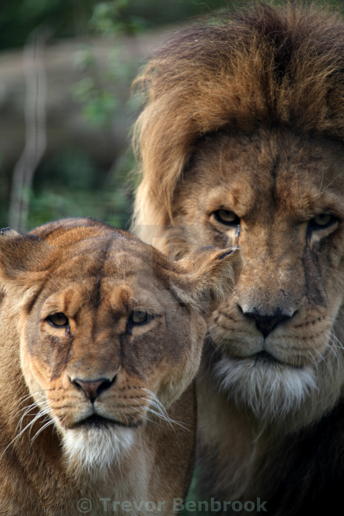 Romantic Lion Couple Wallpapers