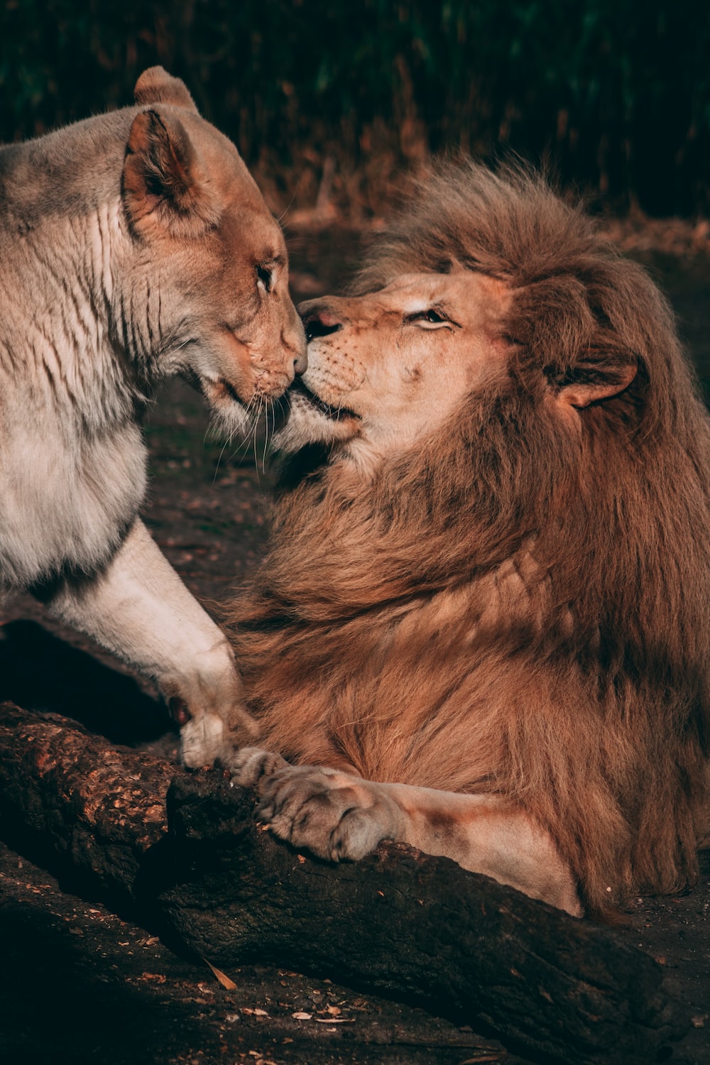 Romantic Lion Couple Wallpapers