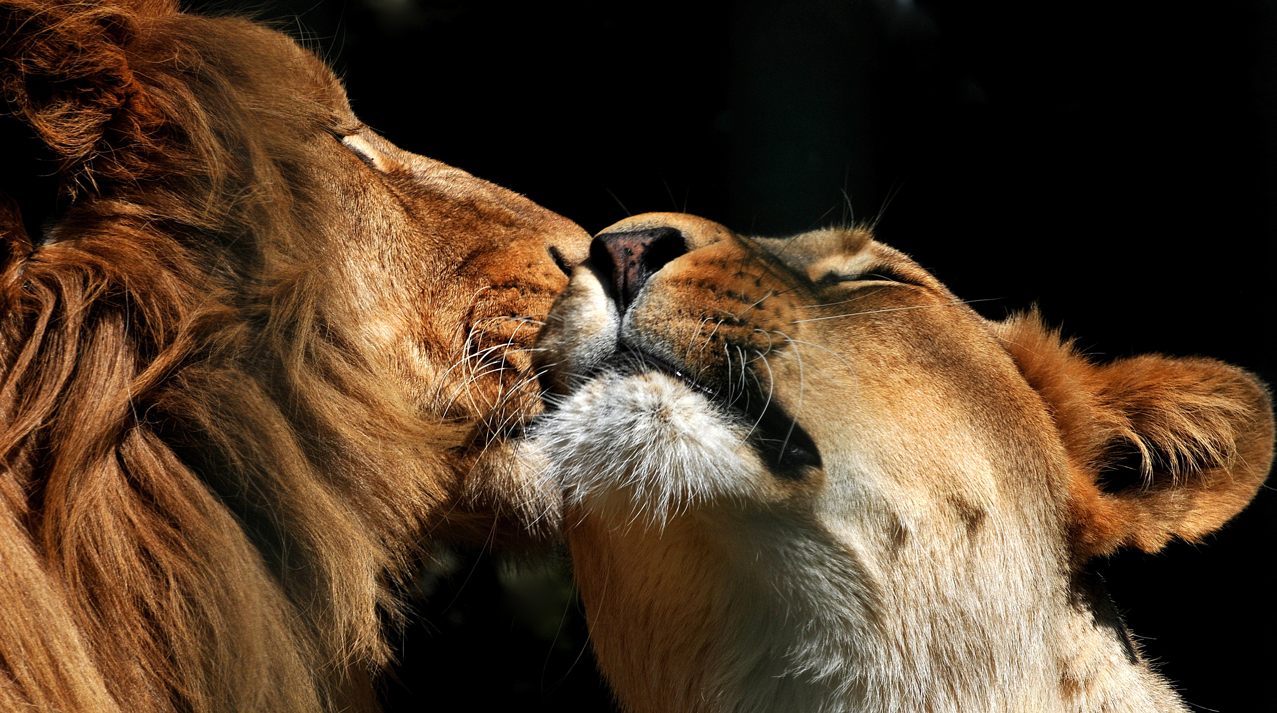 Romantic Lion Couple Wallpapers