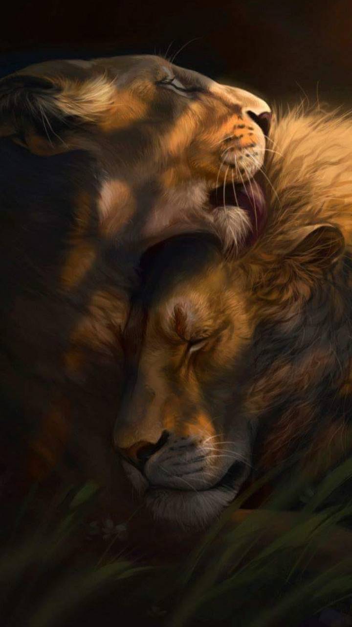 Romantic Lion Couple Wallpapers