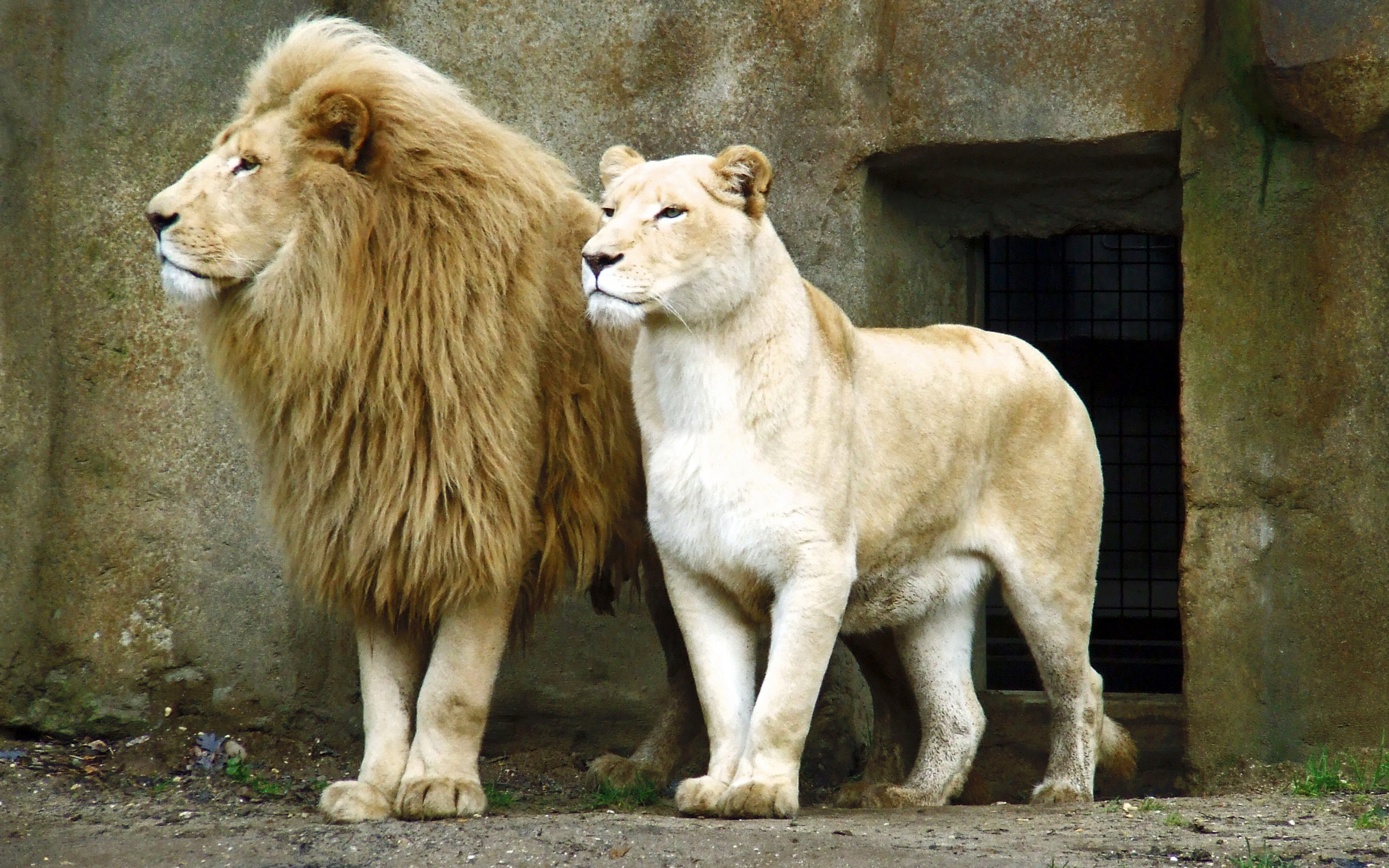 Romantic Lion Couple Wallpapers