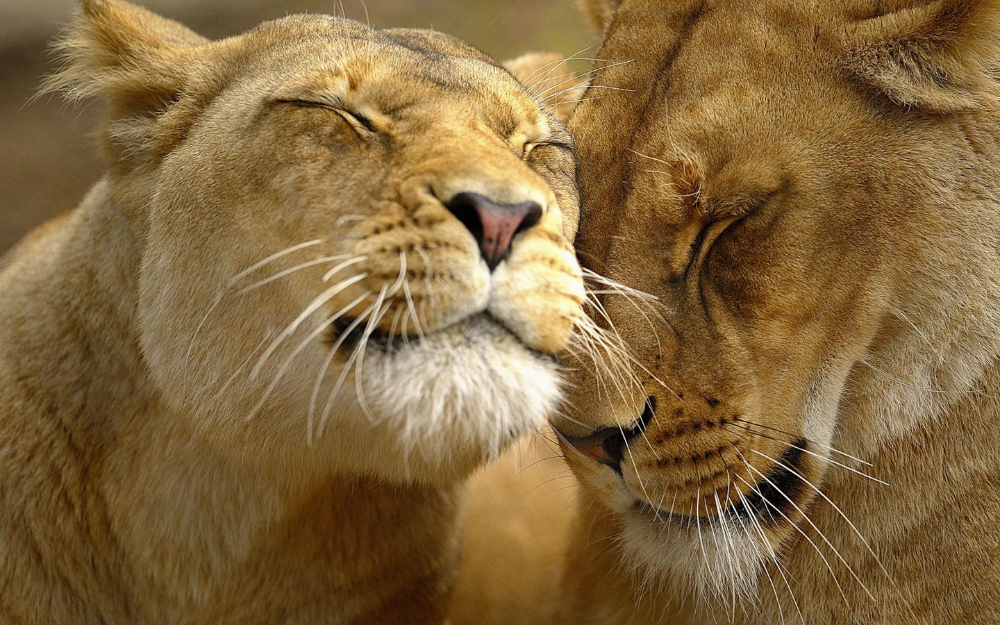 Romantic Lion Couple Wallpapers