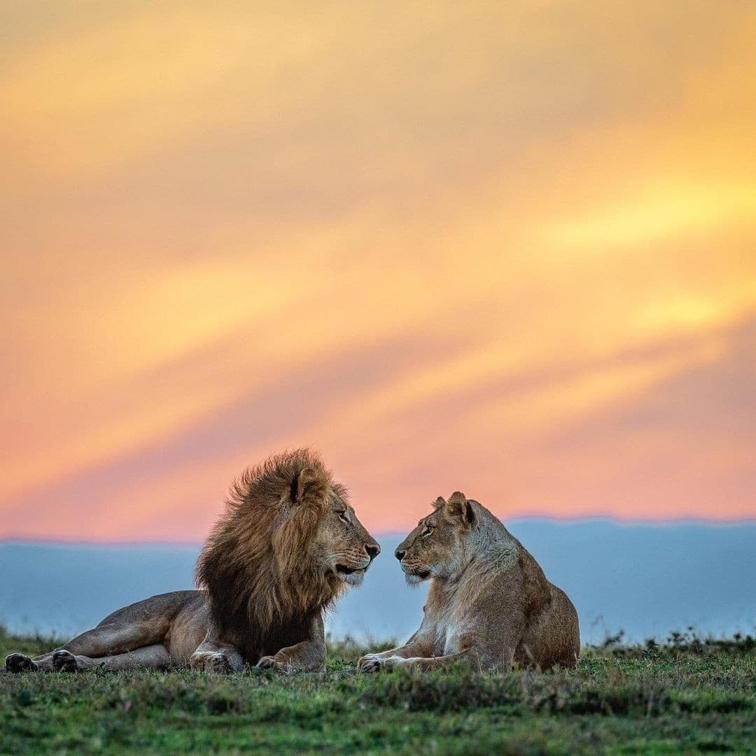 Romantic Lion Couple Wallpapers