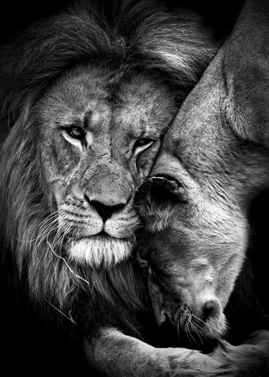 Romantic Lion Couple Wallpapers